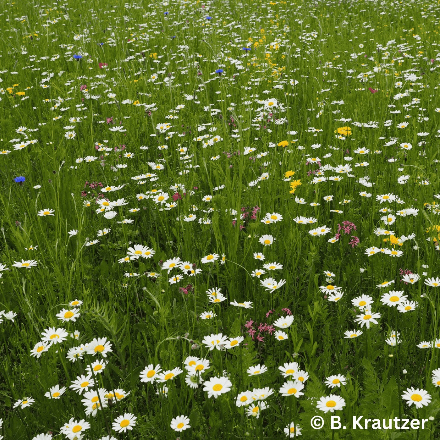 Folge 169: Mehr Biodiversität vor unserer Haustür
