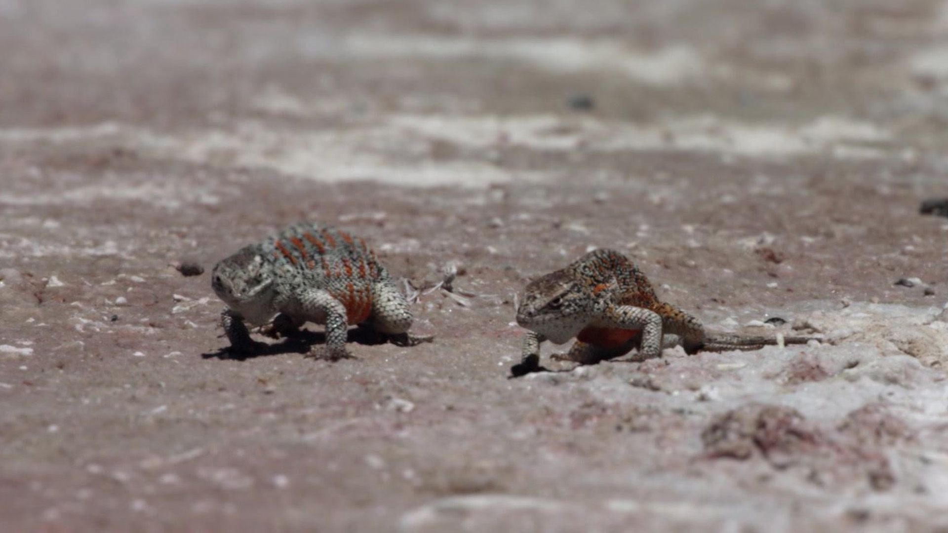 Die Atacama-Wüste