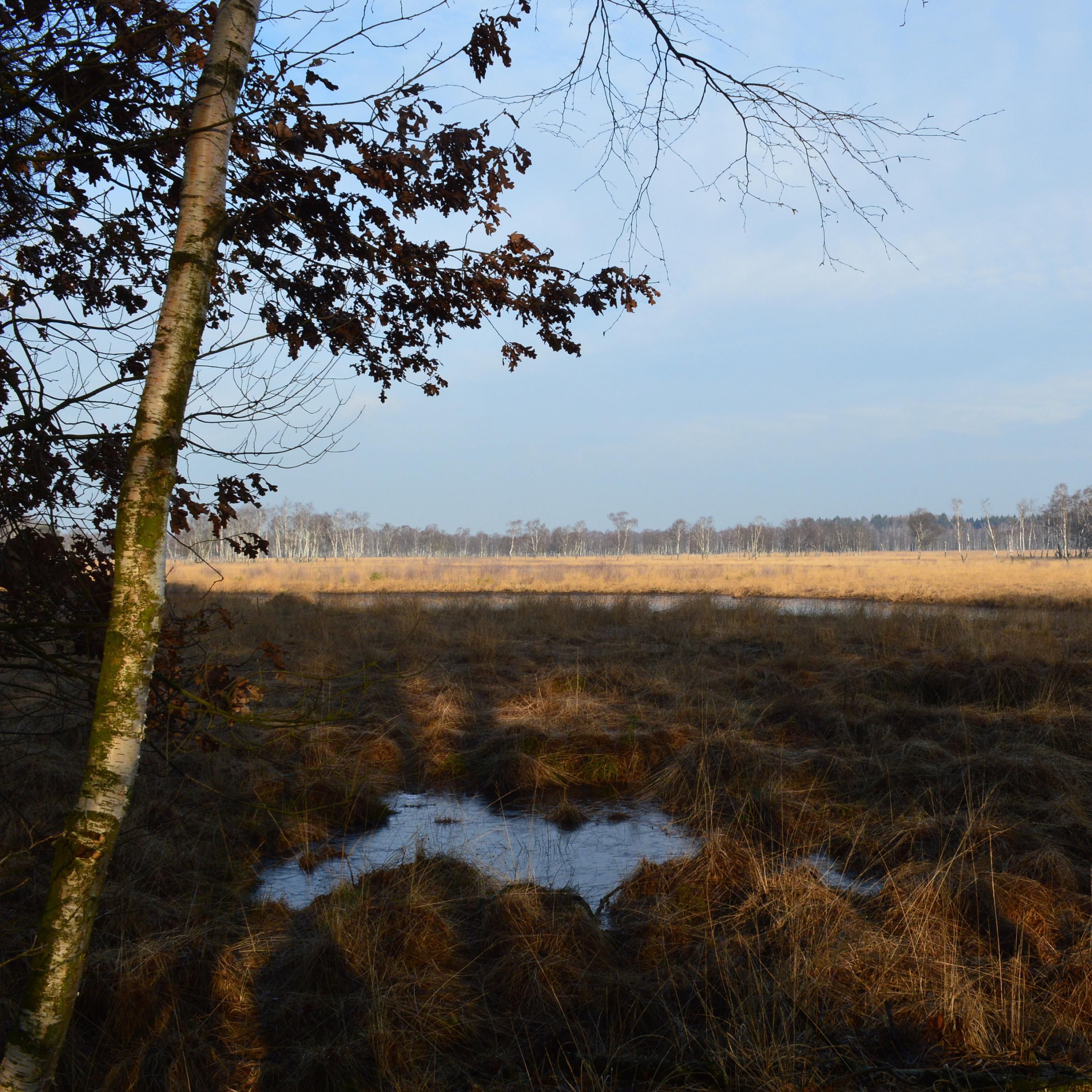 6. Episode: Moor und Birken im Duvenstedter Brook: