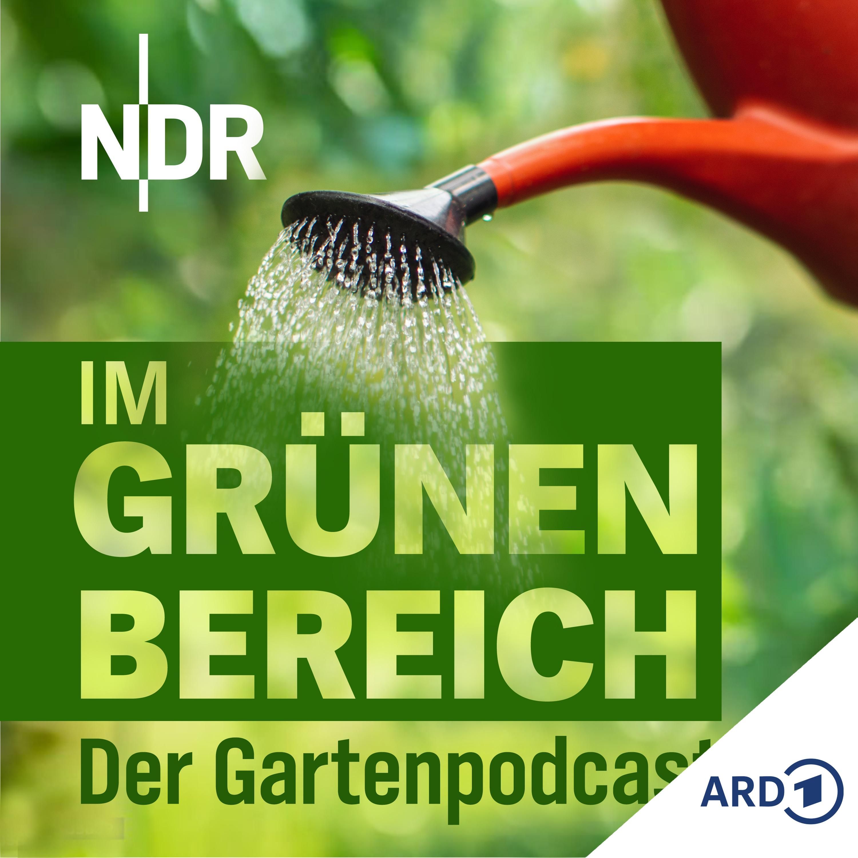 Rasen: Sattgrüner Teppich oder Wildblumenwiese?