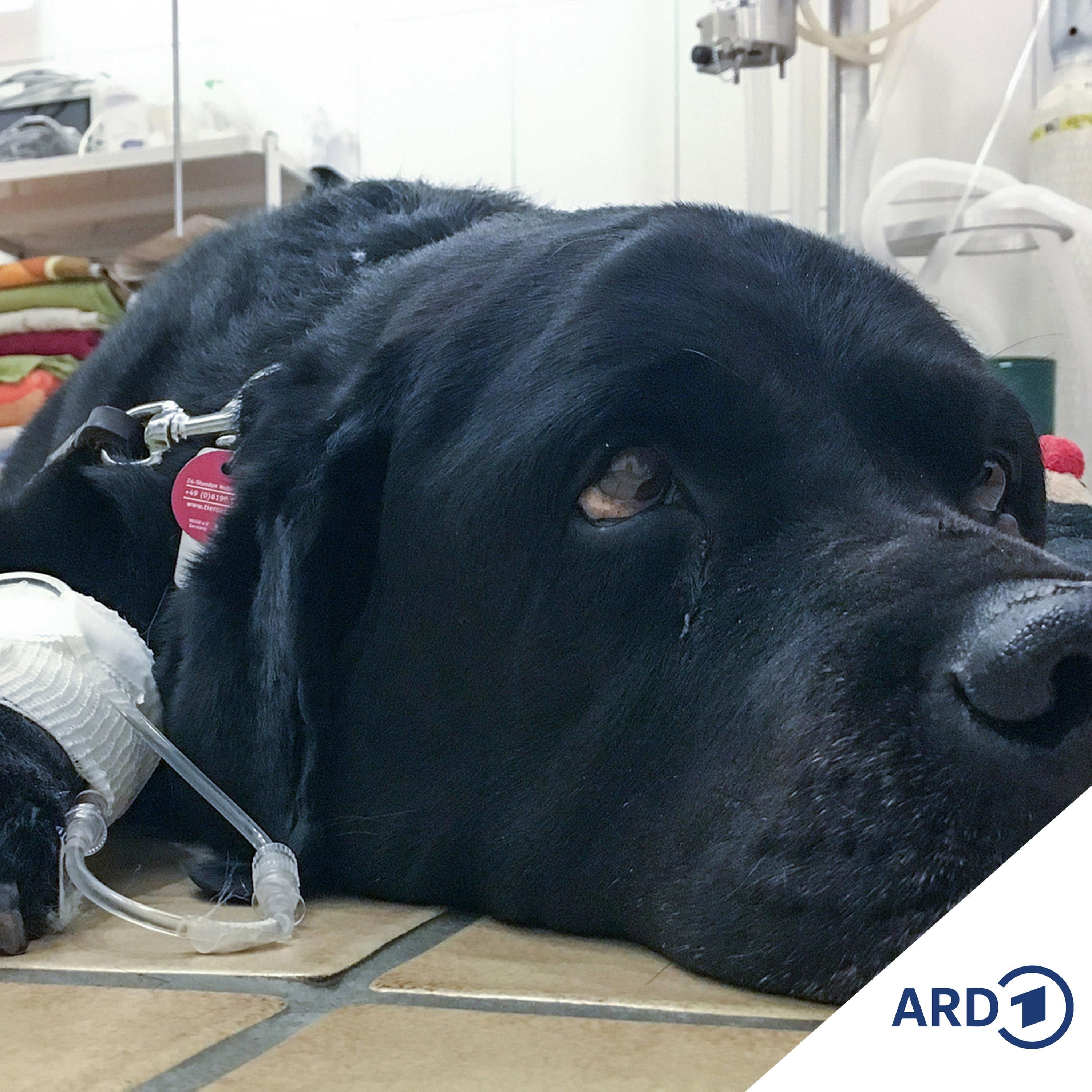 OP für den Hund = 12.000 Euro Tierarztkosten? (Autsch!)