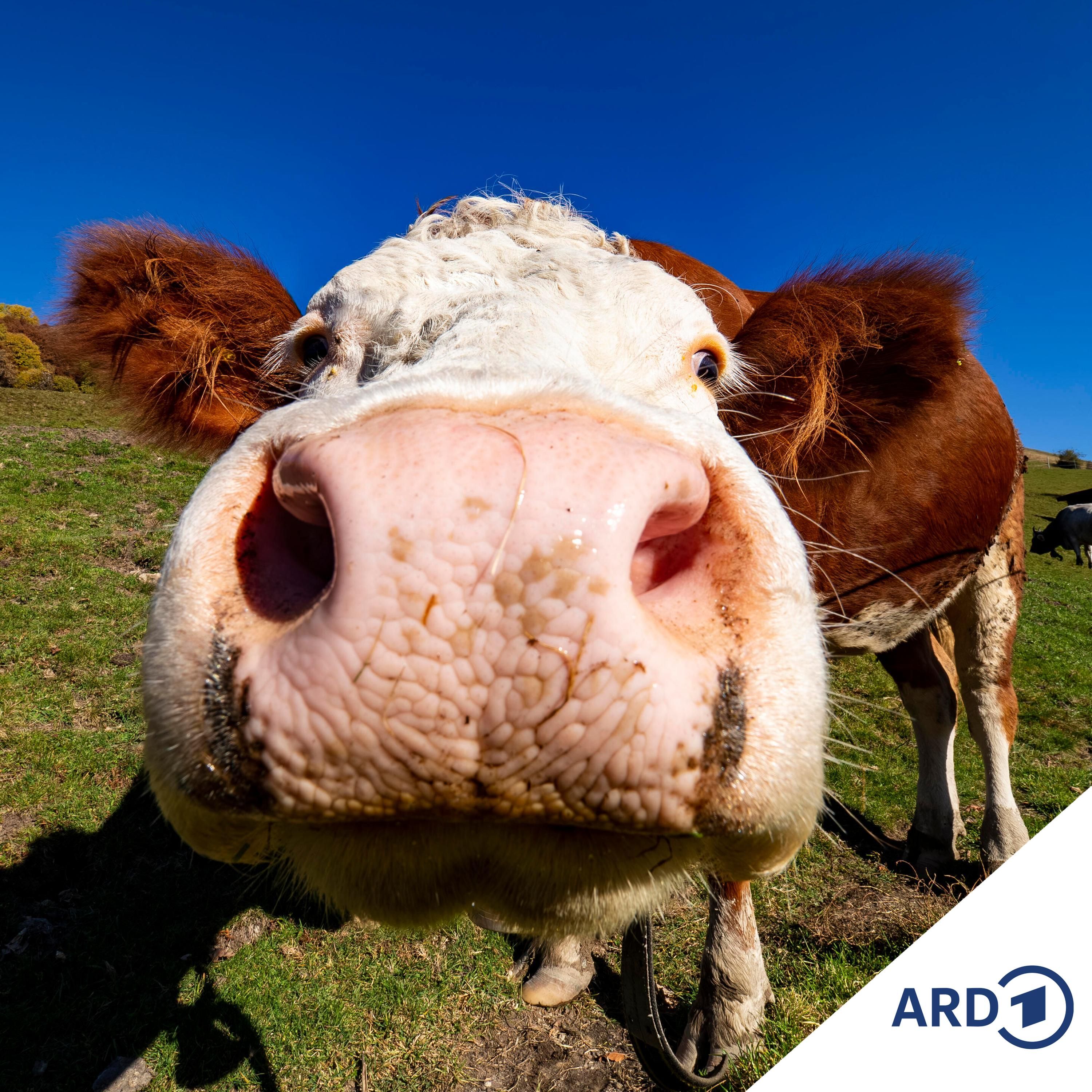 Fusion der Milchriesen - Arla und DMK planen Zusammenschluss