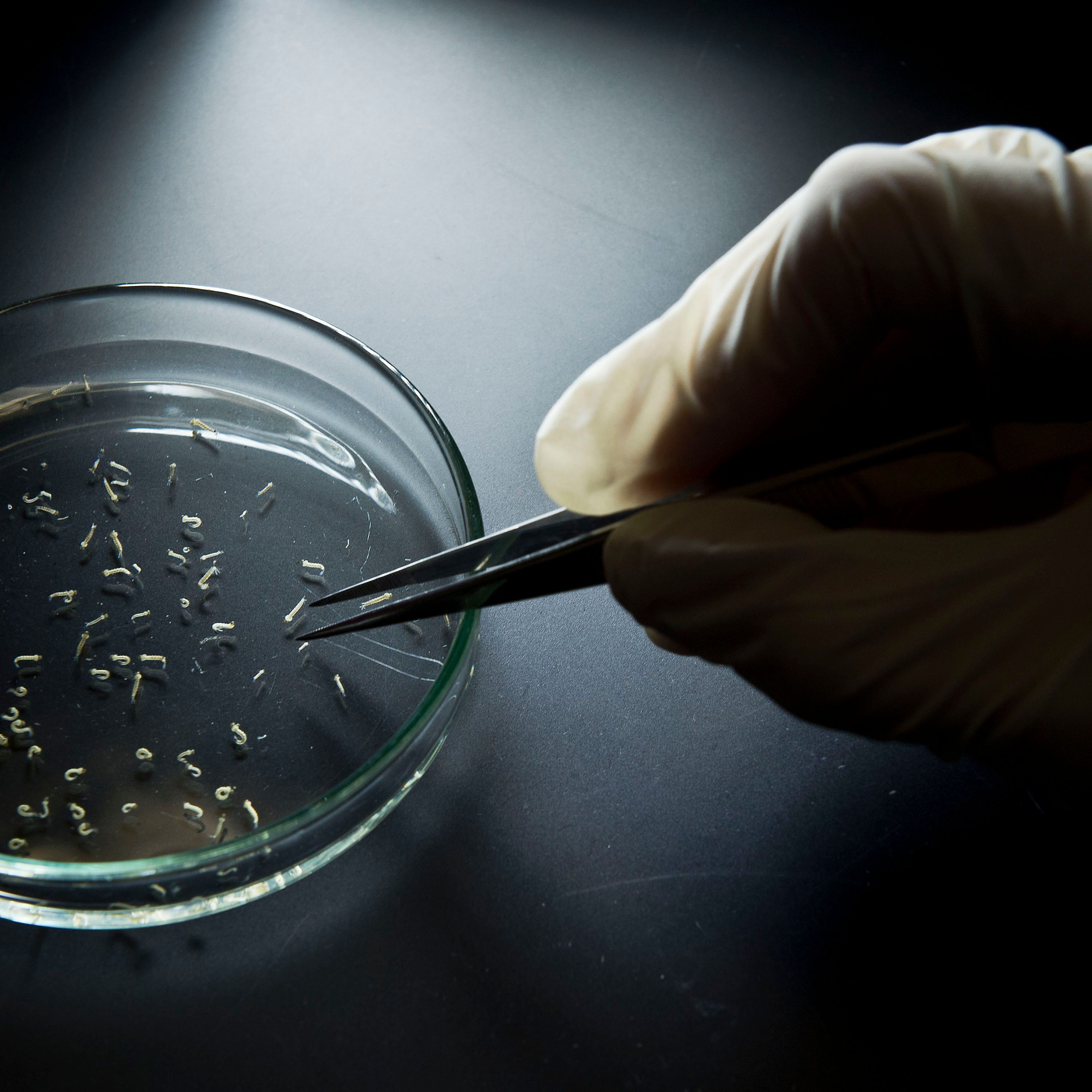 Why are people so worried about the Zika virus?
