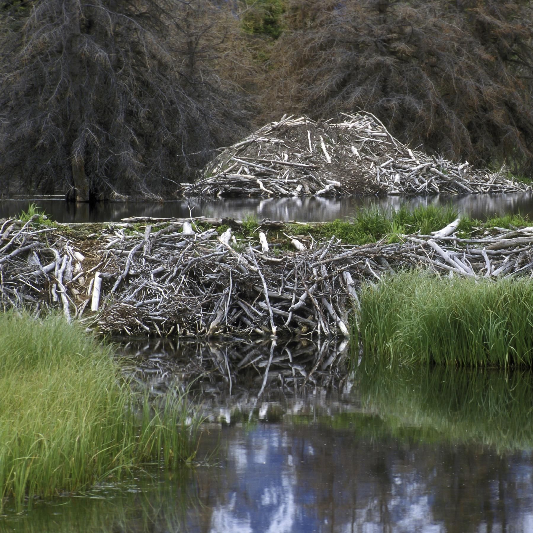 Tiere als Geo-Ingenieure