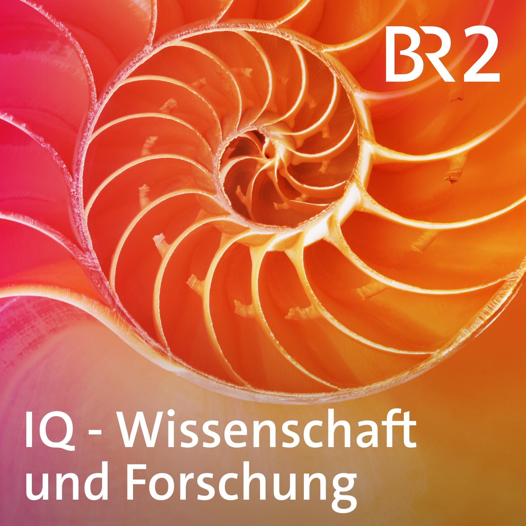 Quallen-Invasion - Werden die Meere zu Wackelpudding?