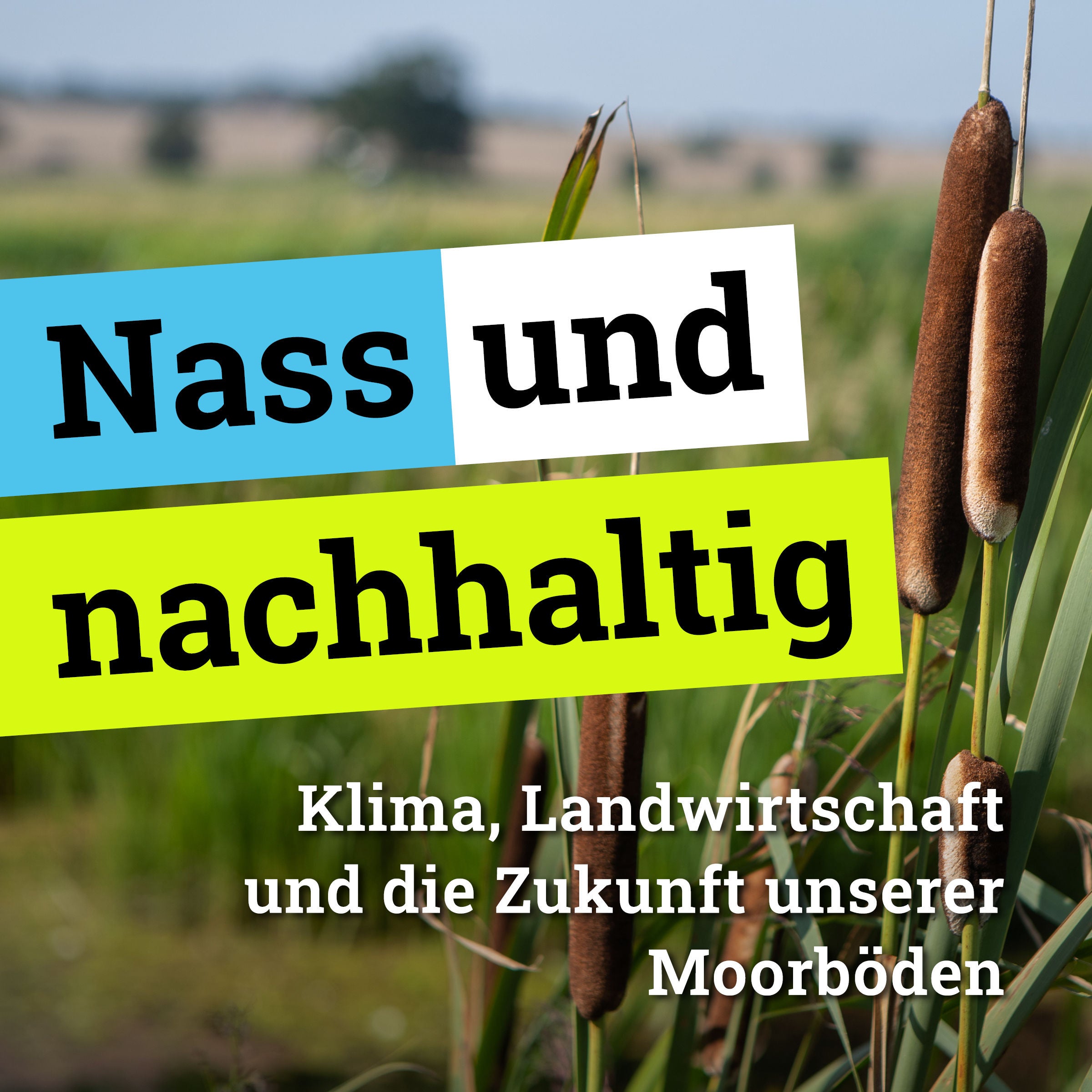 #1: Die Rolle der Moorböden – Warum ihr Schutz für Klima, Natur und Landwirtschaft wichtig ist