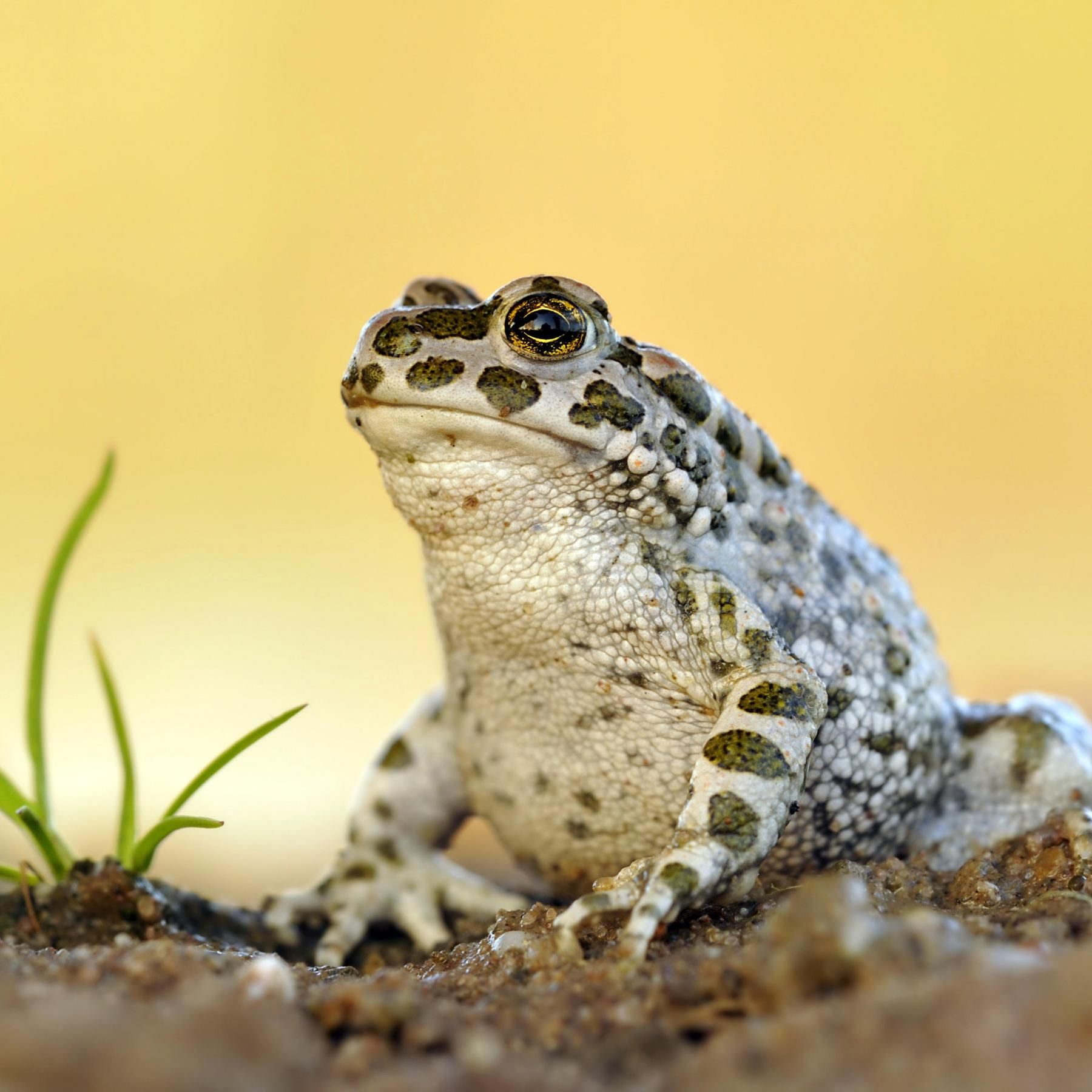 Amphibiensterben - Welche Chancen haben Frösche, Molche und Kröten?