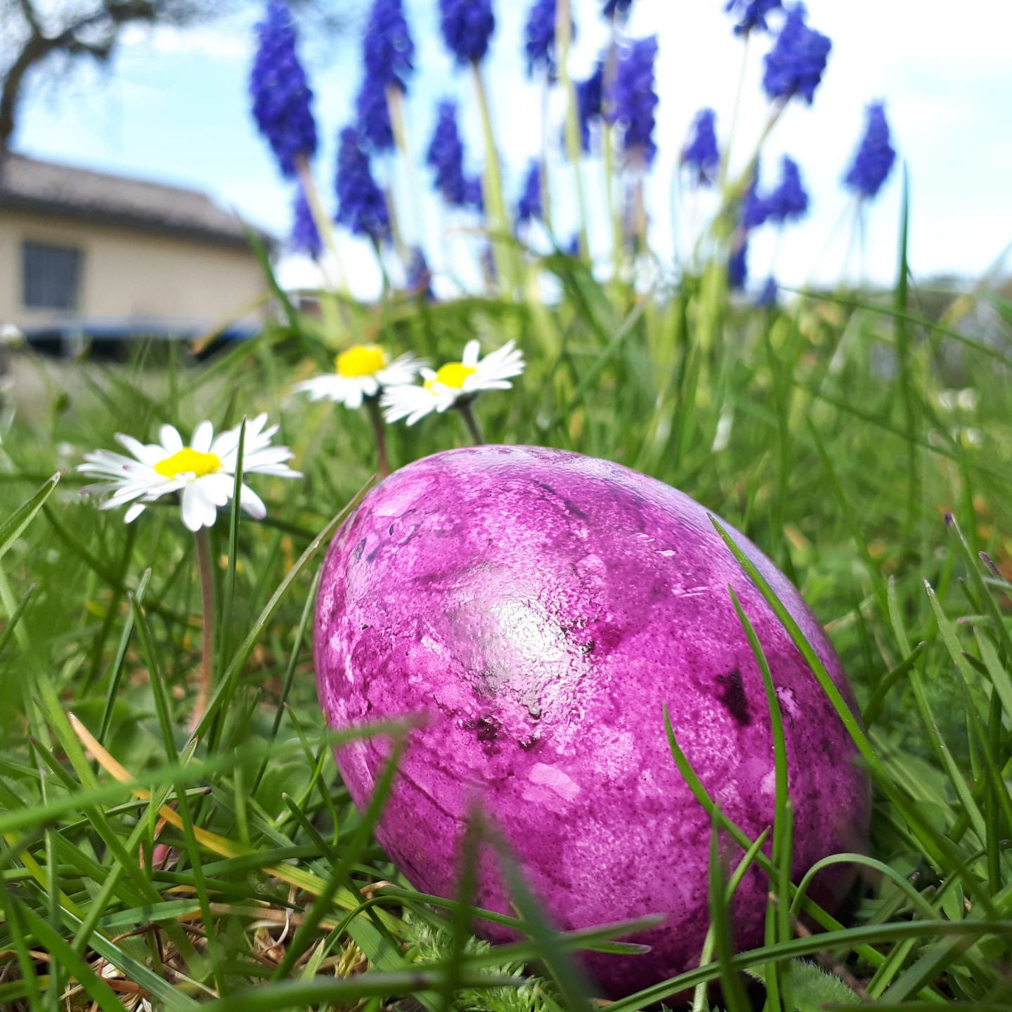 Der Hase ist tot!