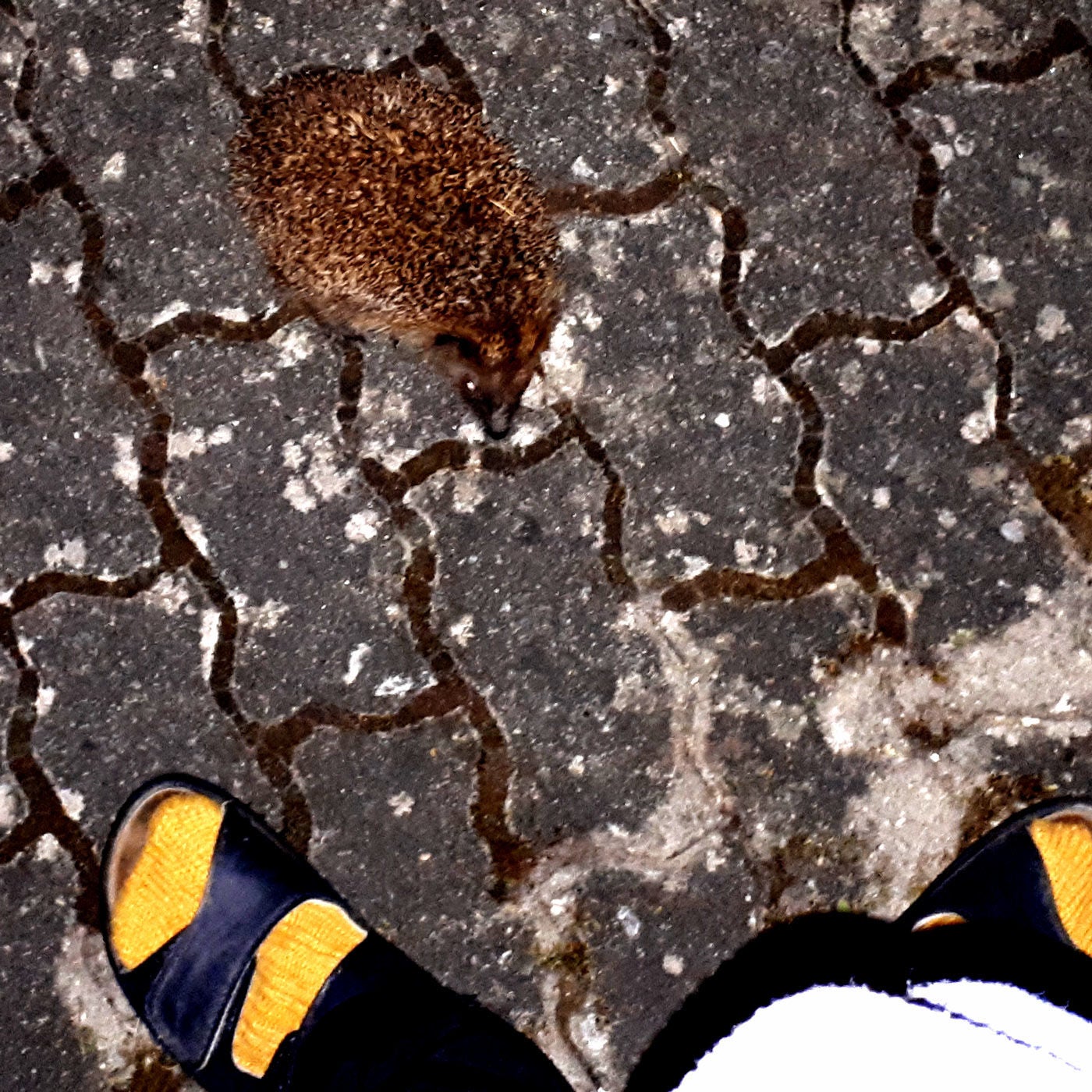 Das Igel-Protokoll