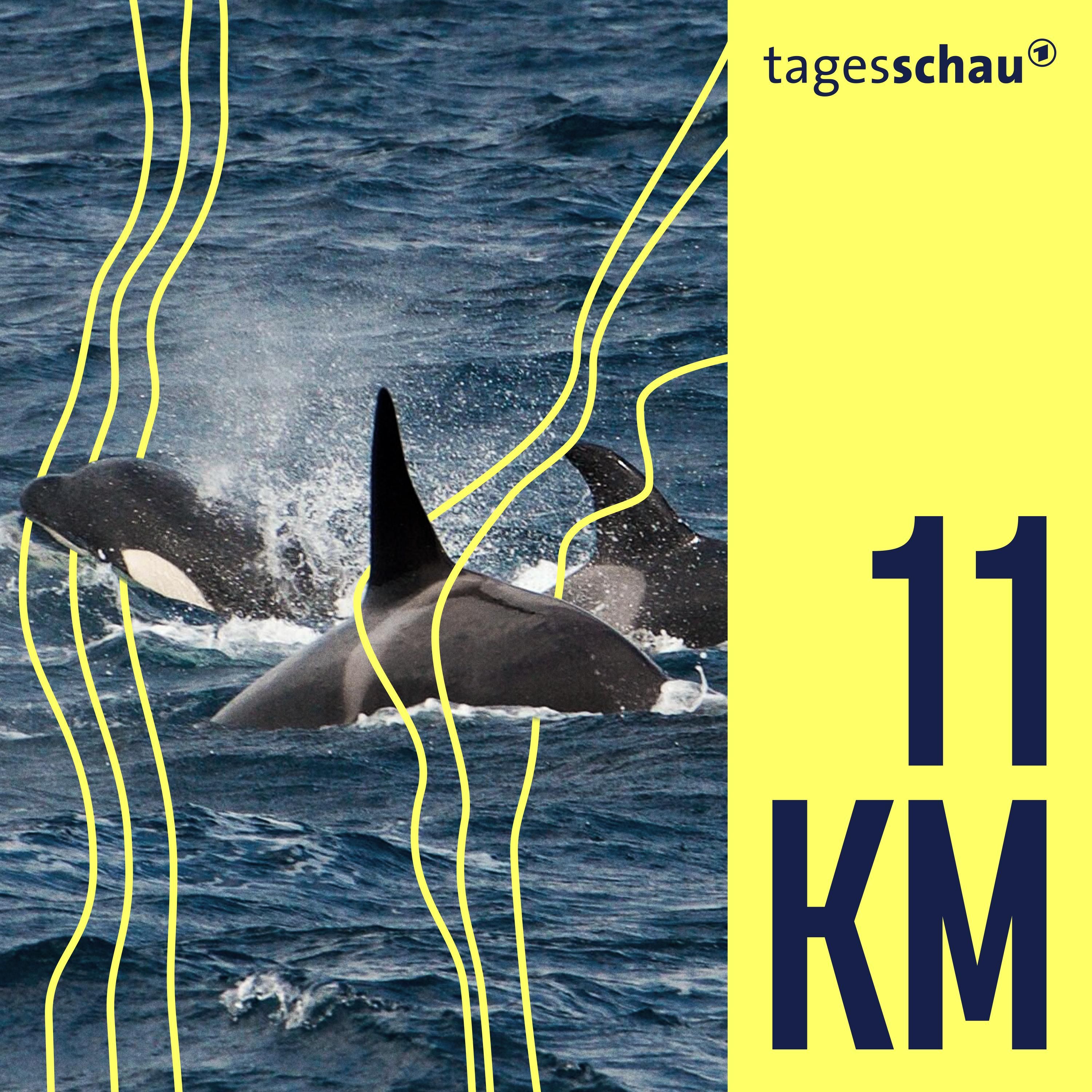 Wal-Angriffe auf Segelboote: Das Rätsel der Orcas