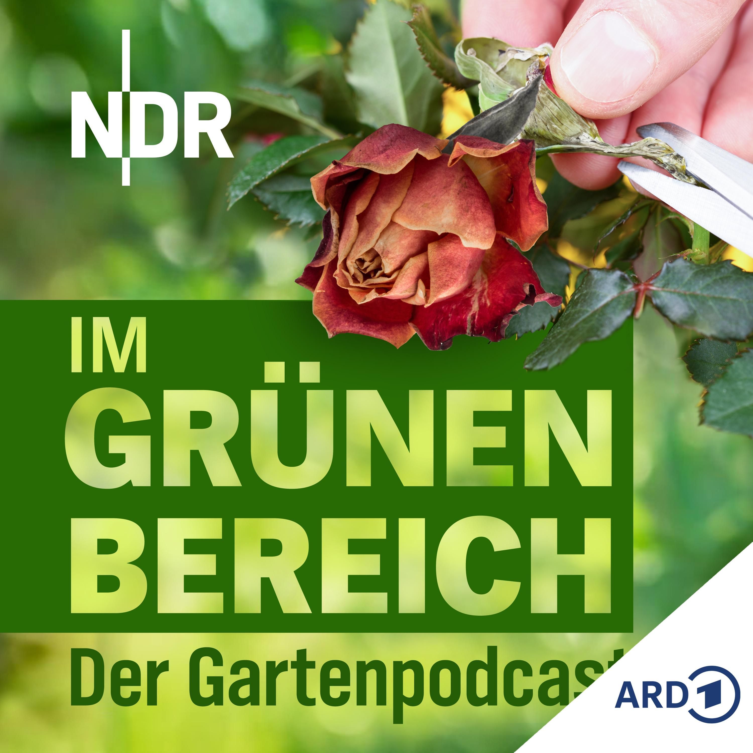 Wie schneidet man Rosen im Frühjahr zurück? Die besten Tipps