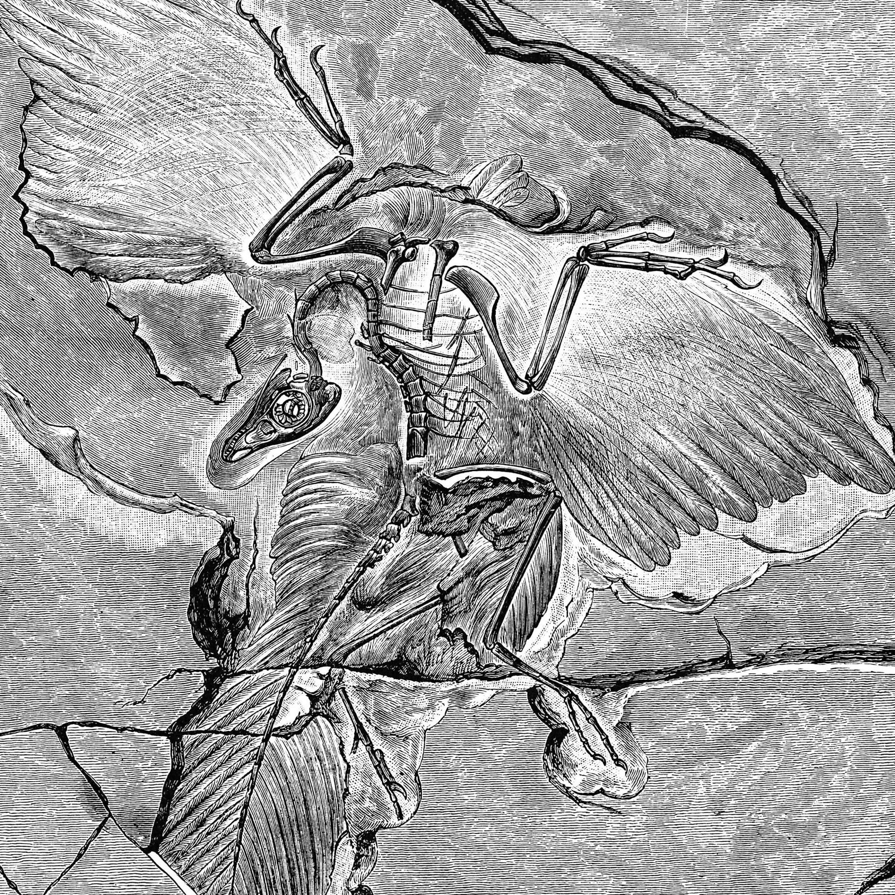 Urvogel Archaeopteryx - Beweisstück der Evolution