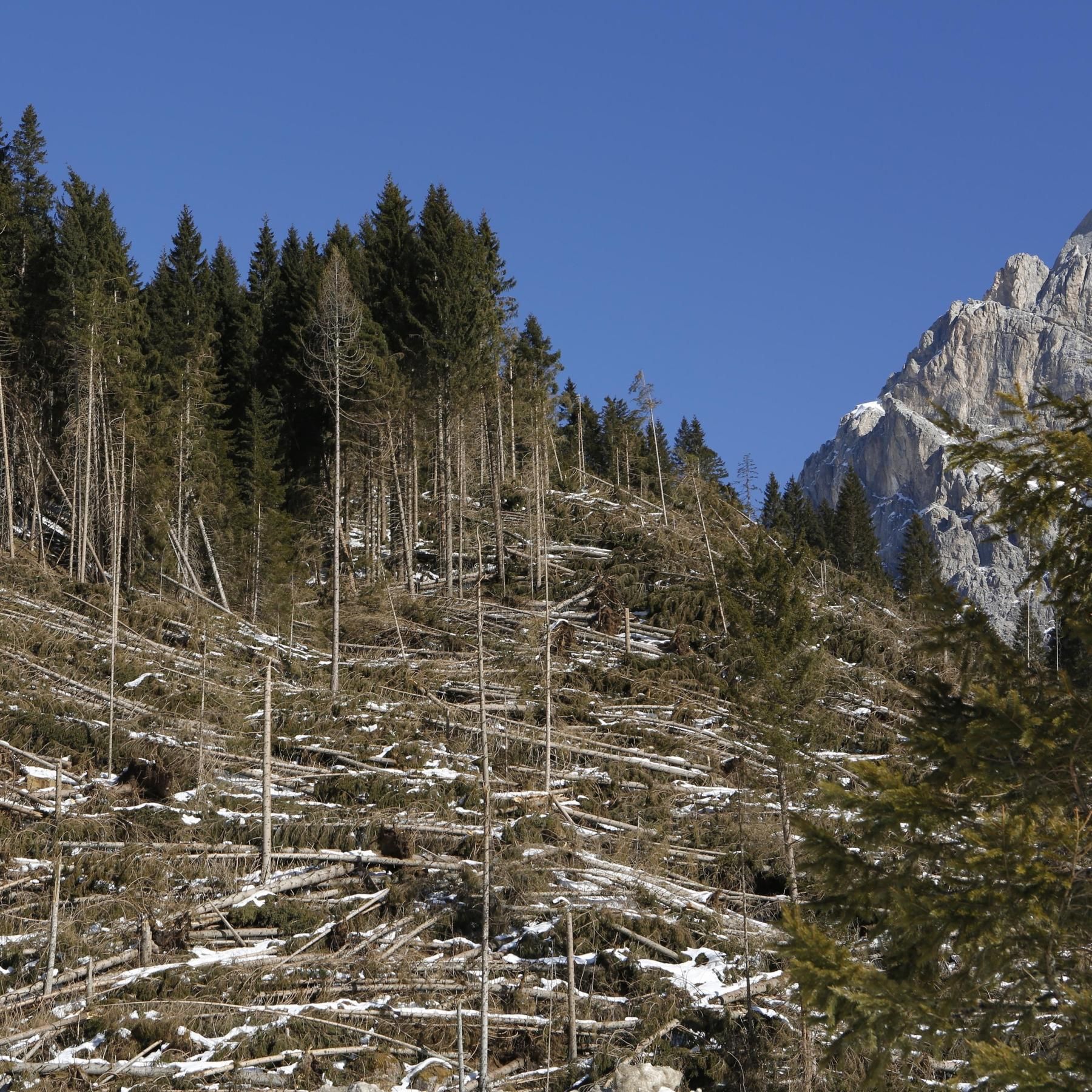 Nach dem Dolomiten-Orkan