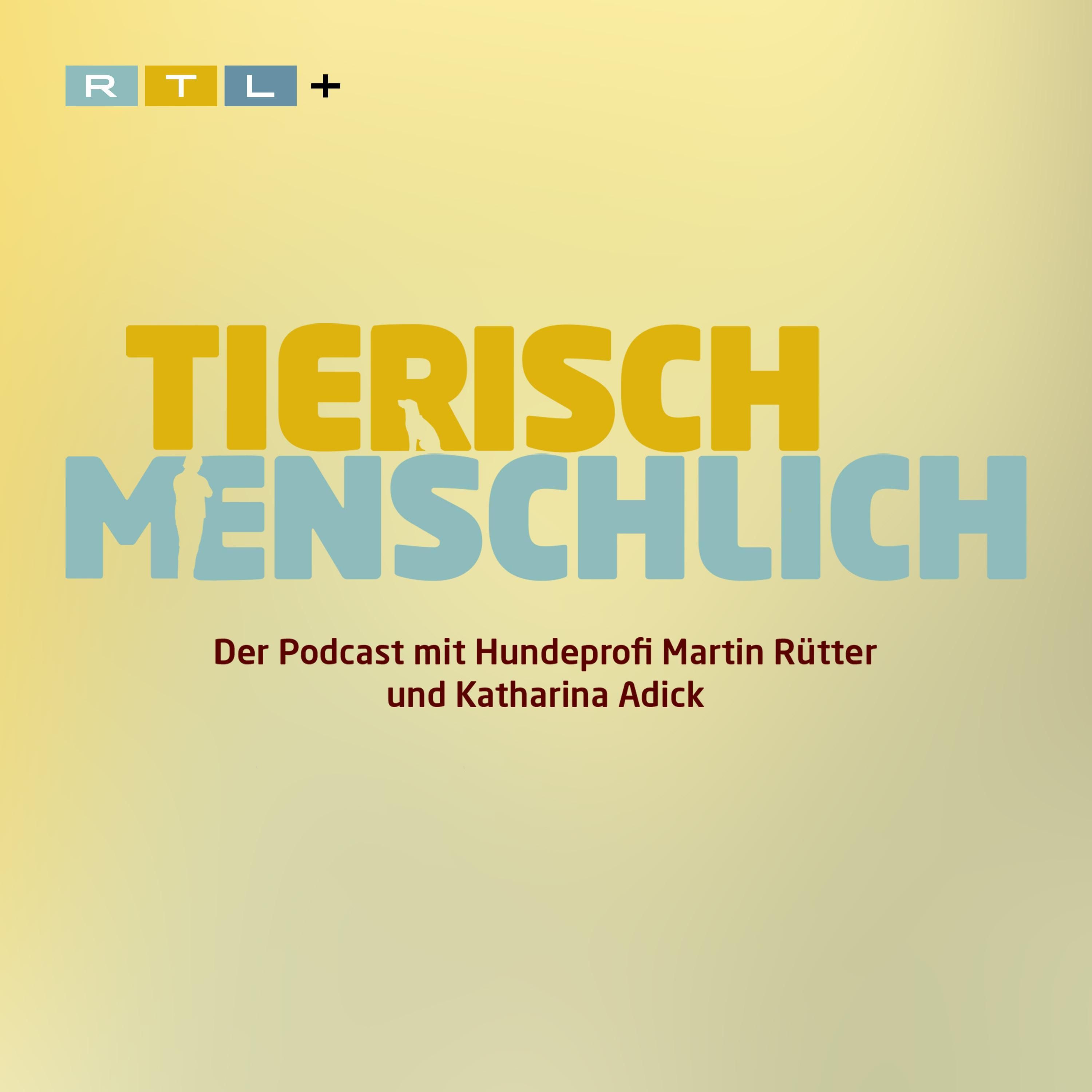 Live-Podcast Würselen: Wildkatzen