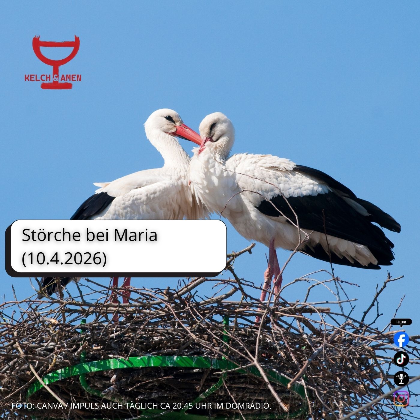 Störche bei Maria (10.4.2026)