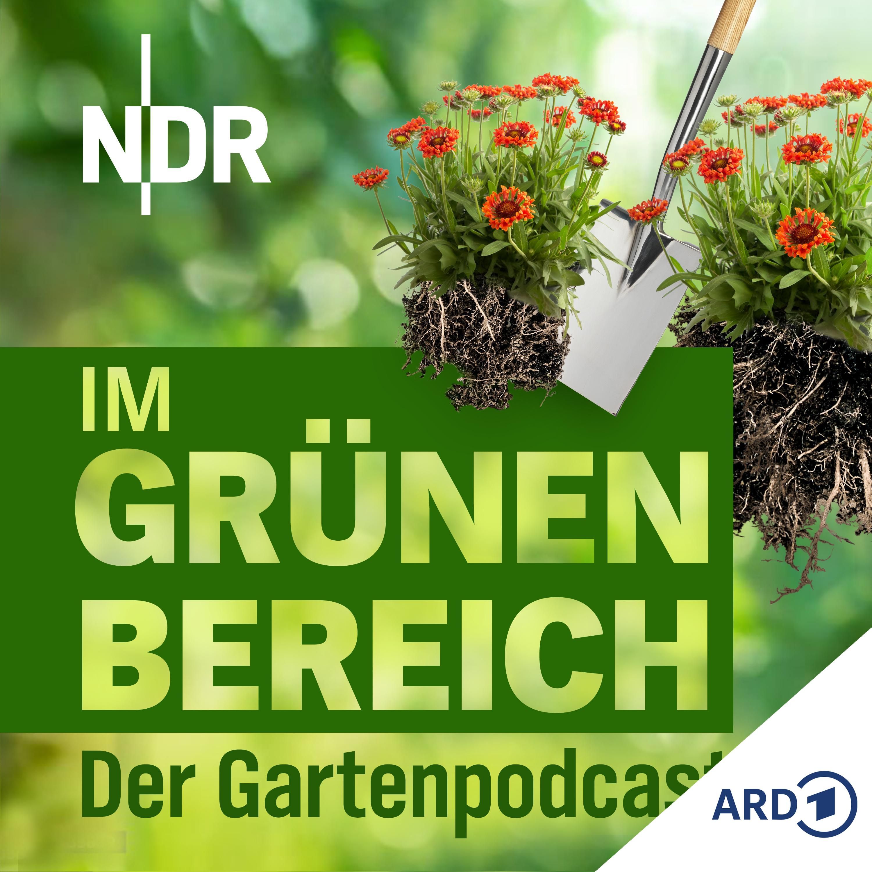 Stauden teilen und pflegen: So geht's richtig