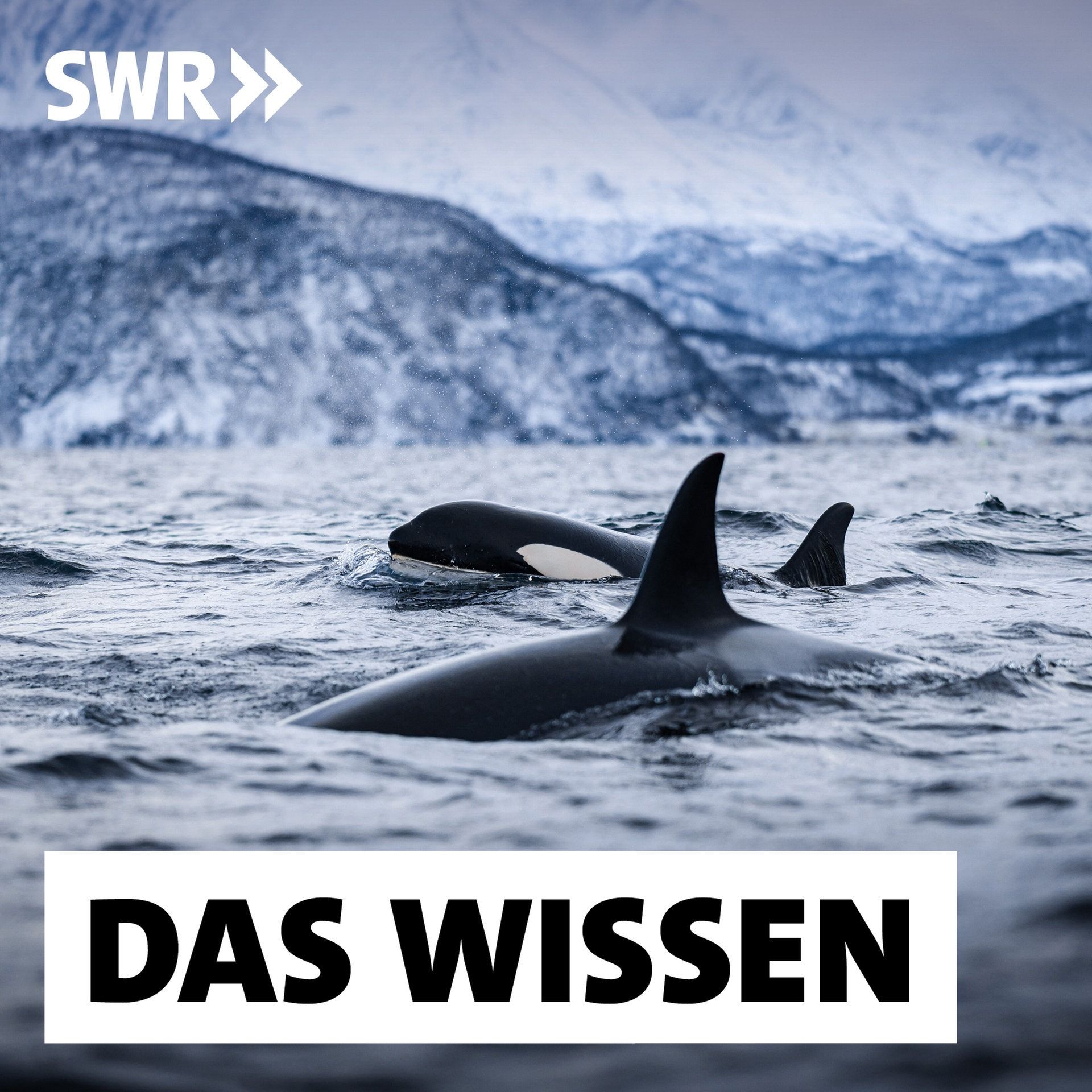 Die Sprache der Wale – Lässt sie sich übersetzen?