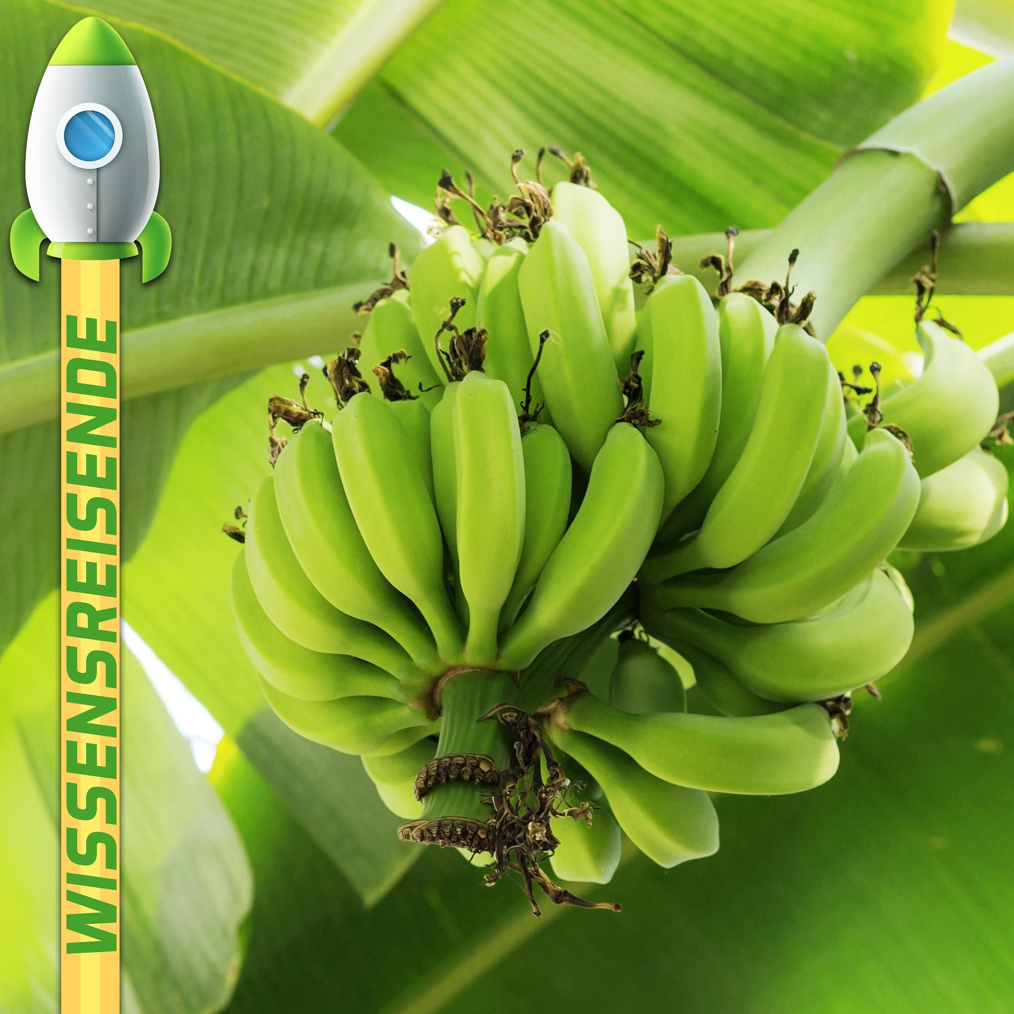 WR045 - Alles Banane?