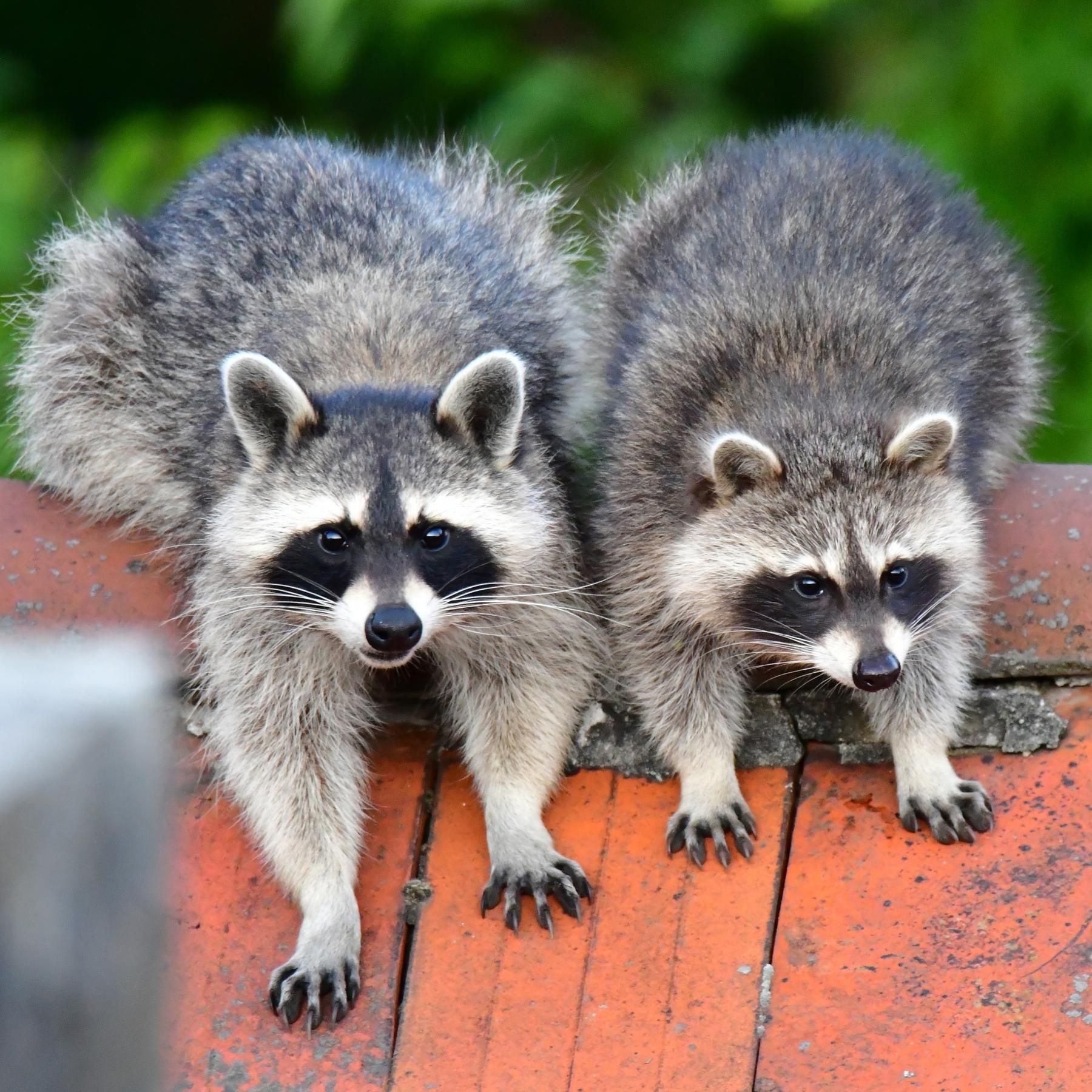 Neuer Freiraum für Wildtiere - Wie sie auf Lockdowns reagiert haben