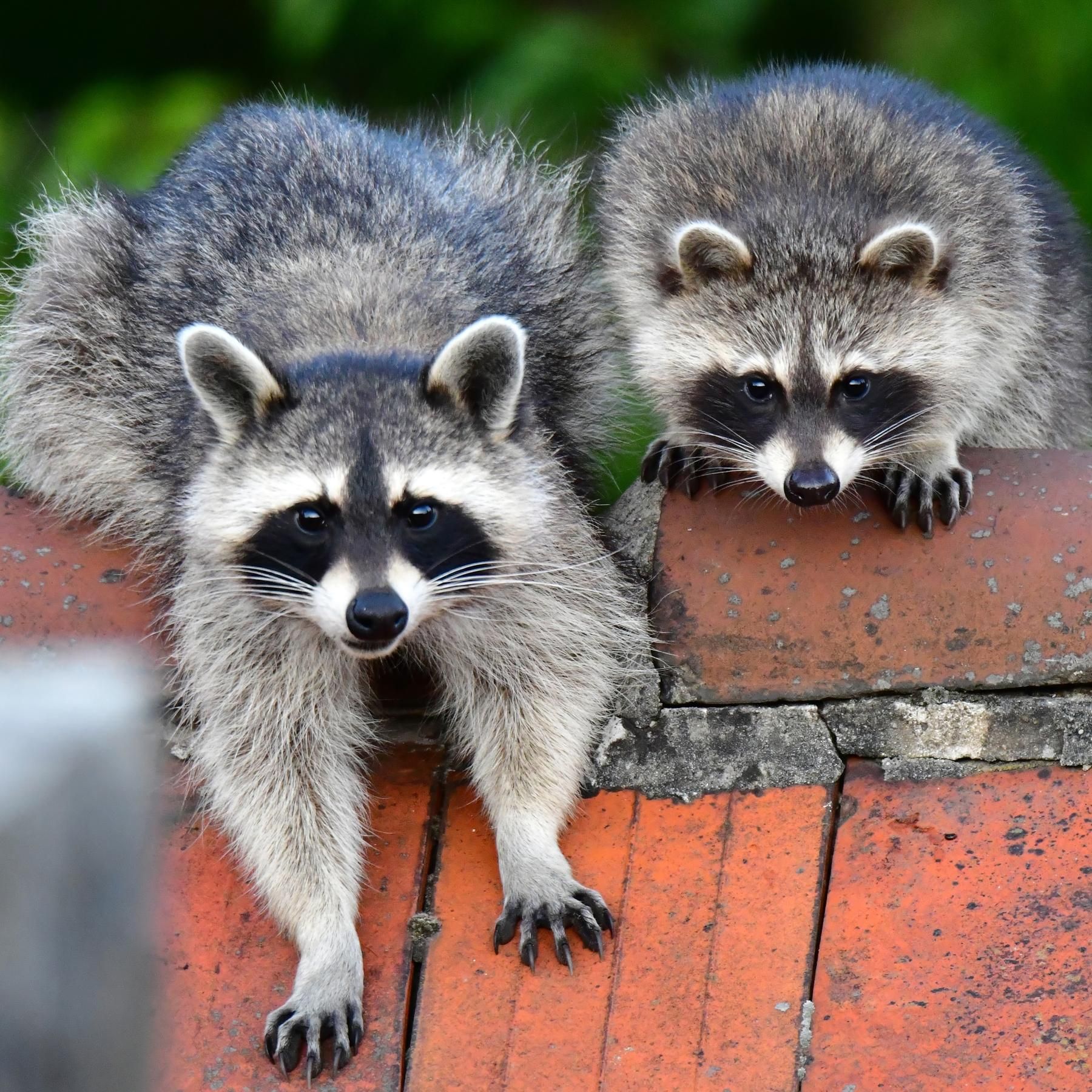 Wildtiere in der Stadt - Wie leben wir in Zukunft zusammen?