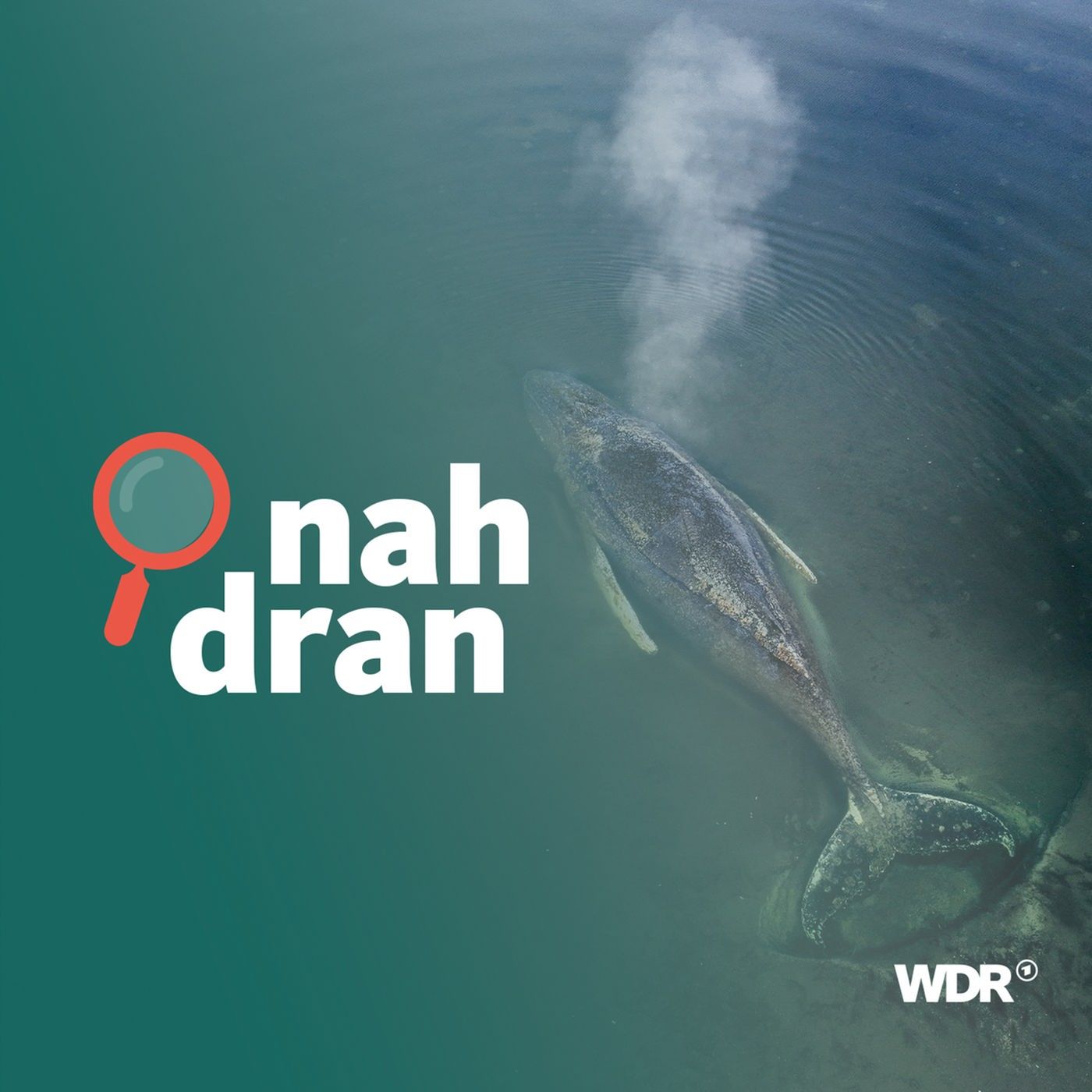 Wal-Drama in der Ostsee - Zwischen Hoffnung und Aktivismus I nah dran