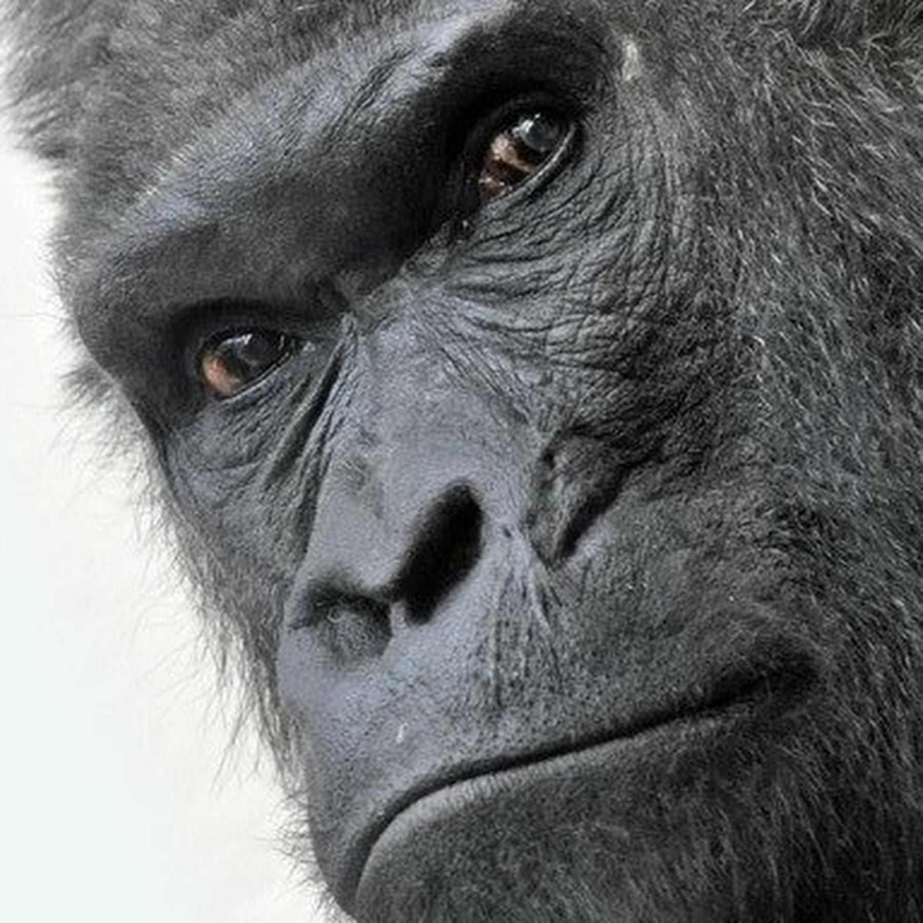 Menschenaffen im Zoo - "Kuriose Attraktionen" oder "geachtete Geschöpfe"?