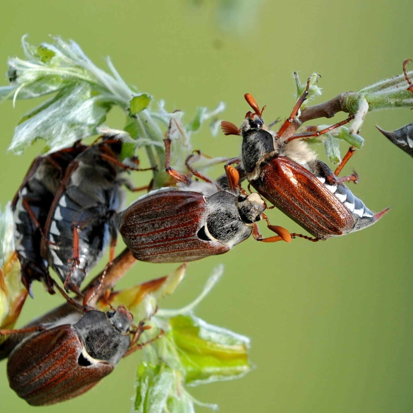 Die Käfer kommen!
