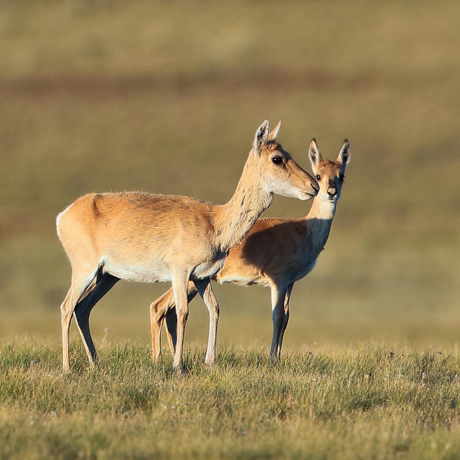Tierbeobachtung aus dem All - Die erstaunliche 18.000km Reise einer Wandergazelle
