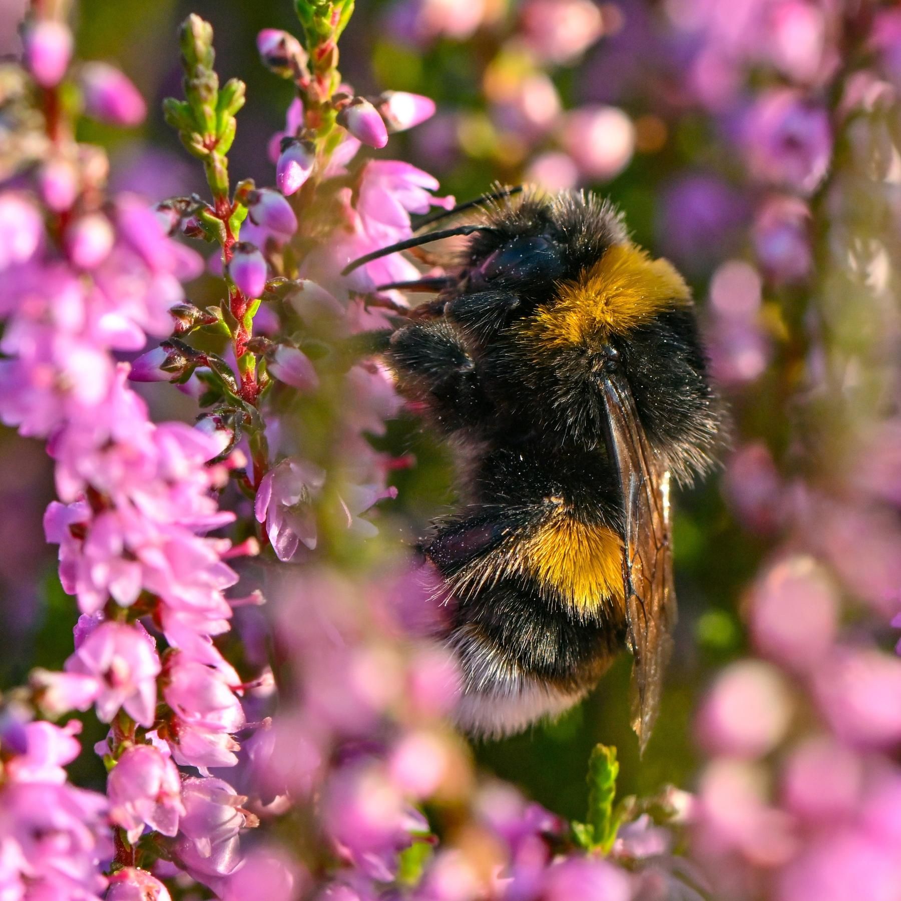 Biodiversität - Warum Artenschutzprojekte so wichtig sind