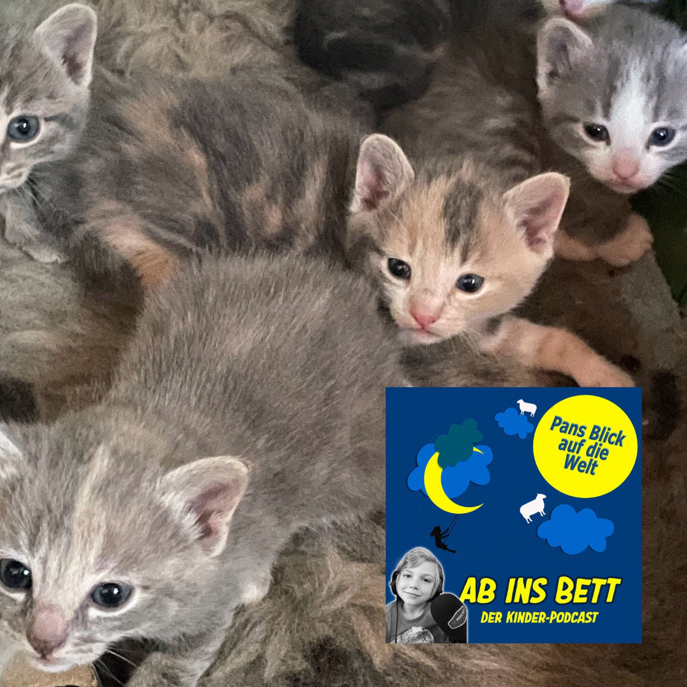 Sonderfolge Pans Blick auf die Welt: Katzenbabys