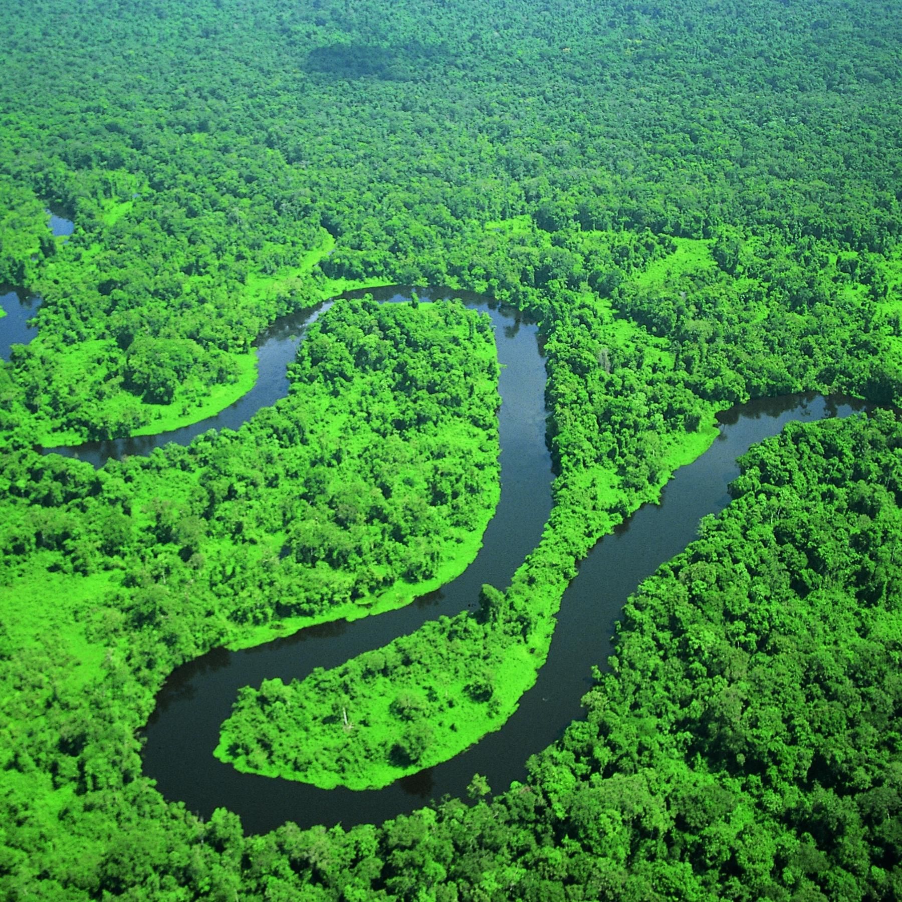 Kippt der Amazonas? - Wenn Regenwald zu Savanne wird