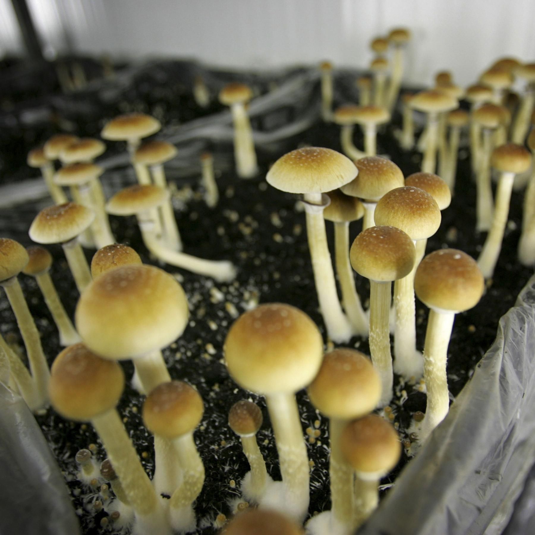 Psilocybin aus Pilzen - Droge oder potentes Heilmittel?