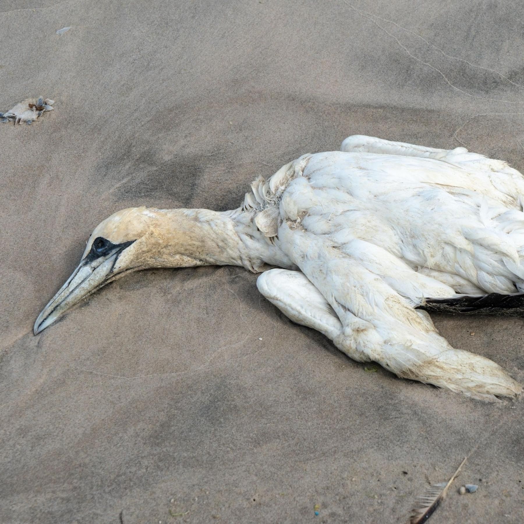 Ausbreitung der Vogelgrippe - Wie bedrohlich ist die Lage?