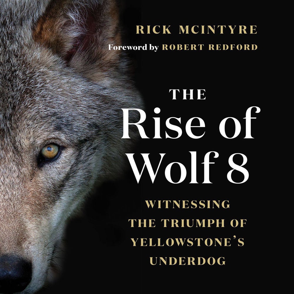 The Rise of Wolf 8 - Witnessing the Triumph of Yellowstone's Underdog - Alpha Wolves of Yellowstone: A Trilogy, Book 1