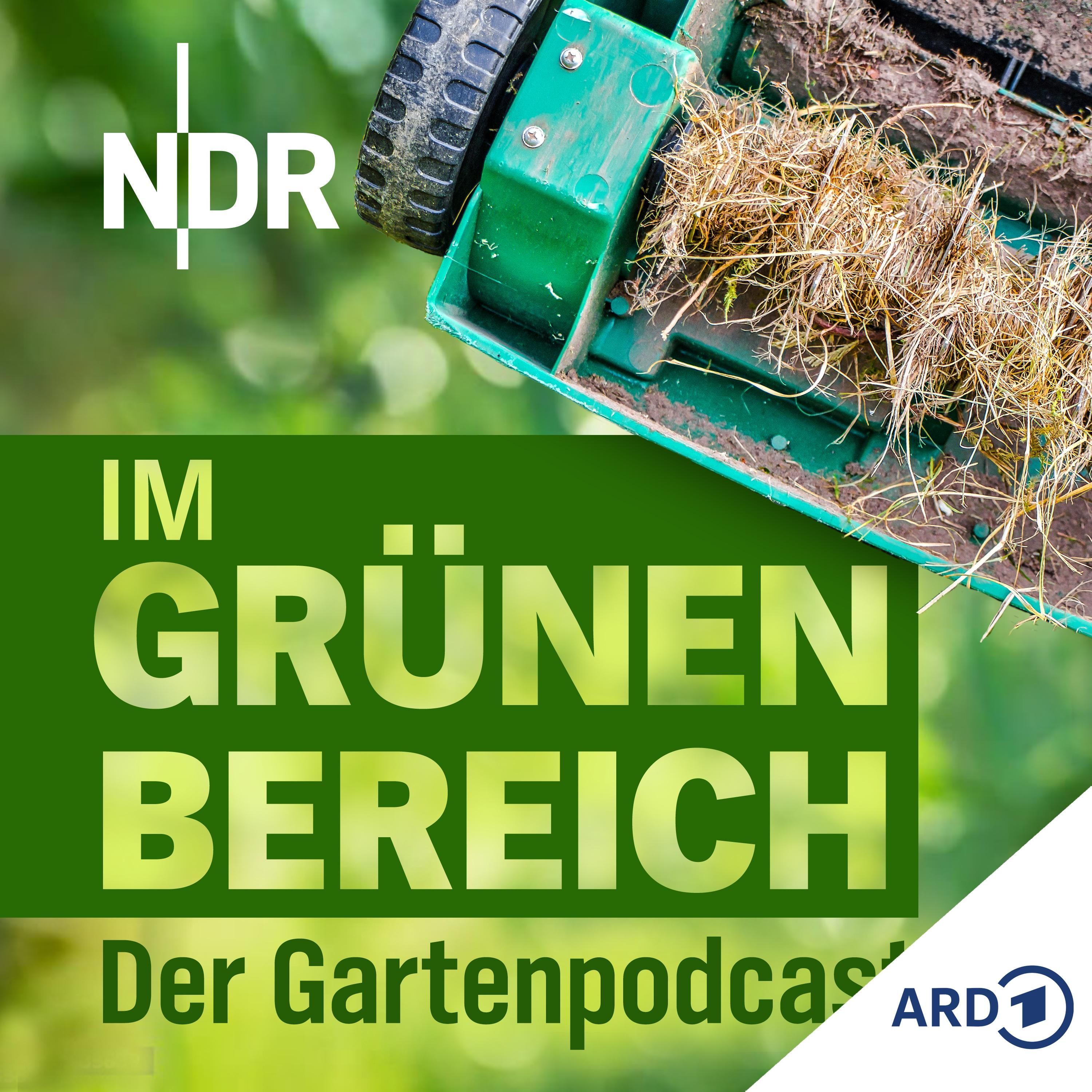 Die besten Tipps zur Rasenpflege: So wird er sattgrün und gesund