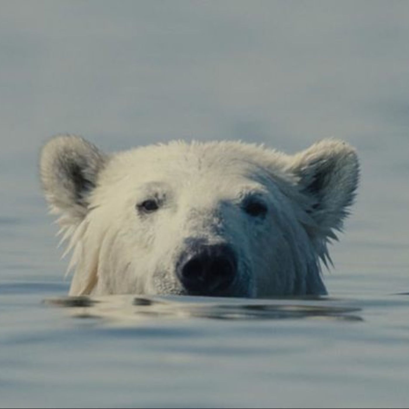 Interview with Gabriela Osio Vanden & Jack Weisman on "Nuisance Bear"