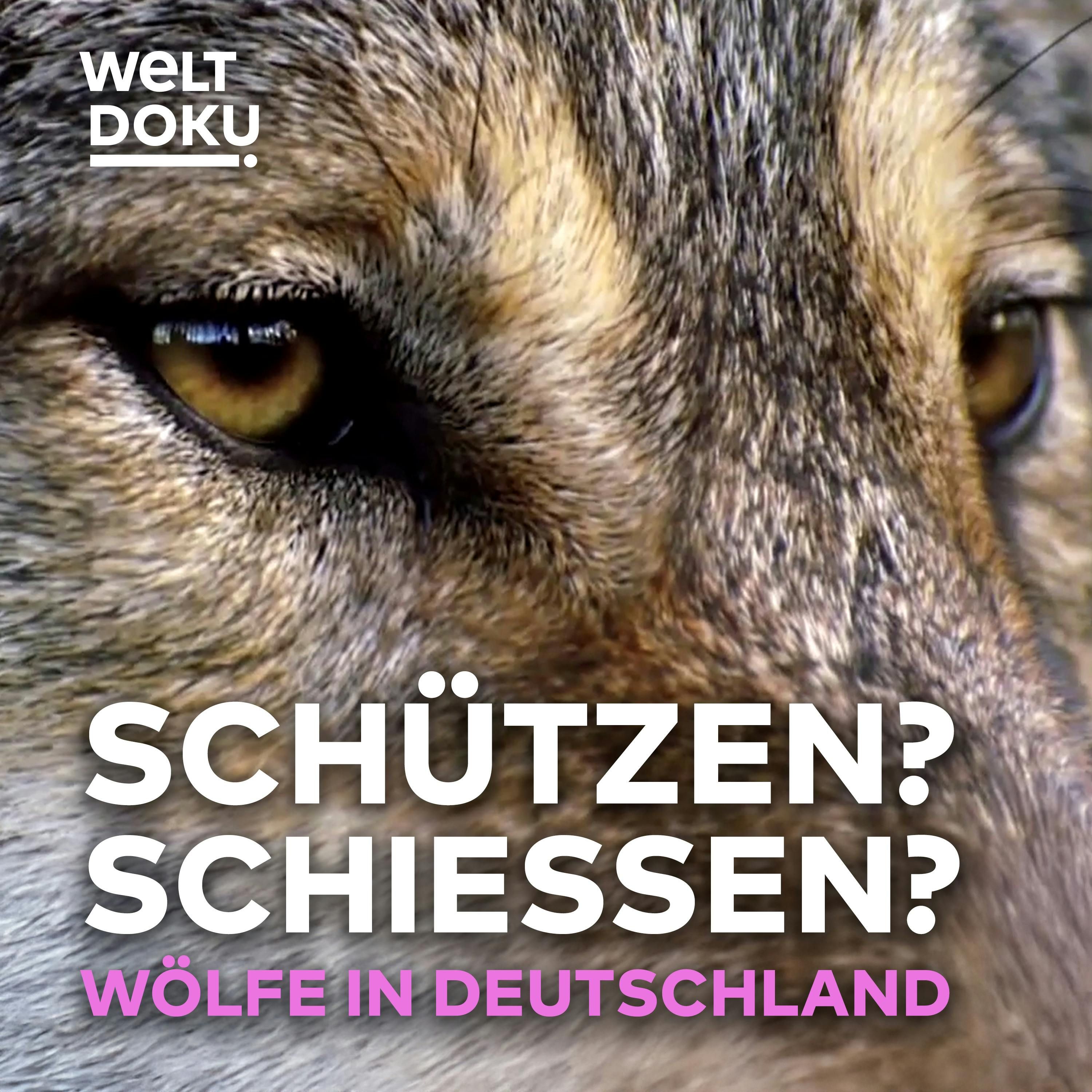 SCHÜTZEN ODER SCHIESSEN? Das Märchen vom guten und bösen Wolf – TEIL 1