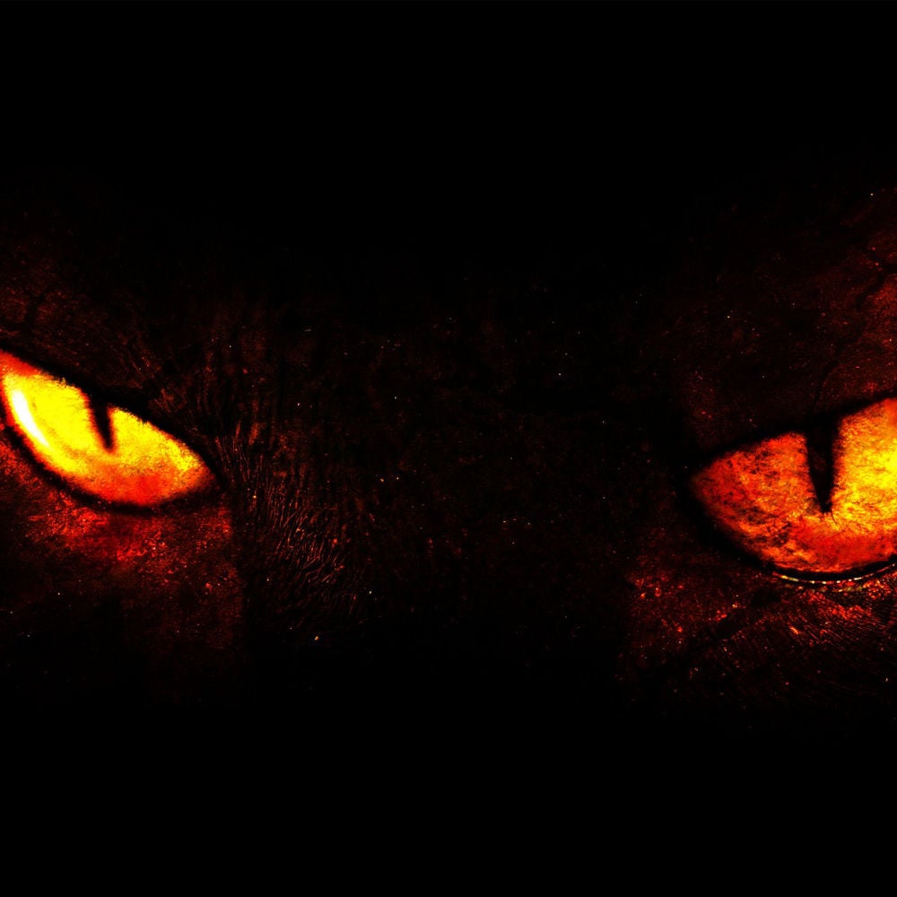 Im Bann der Katze
