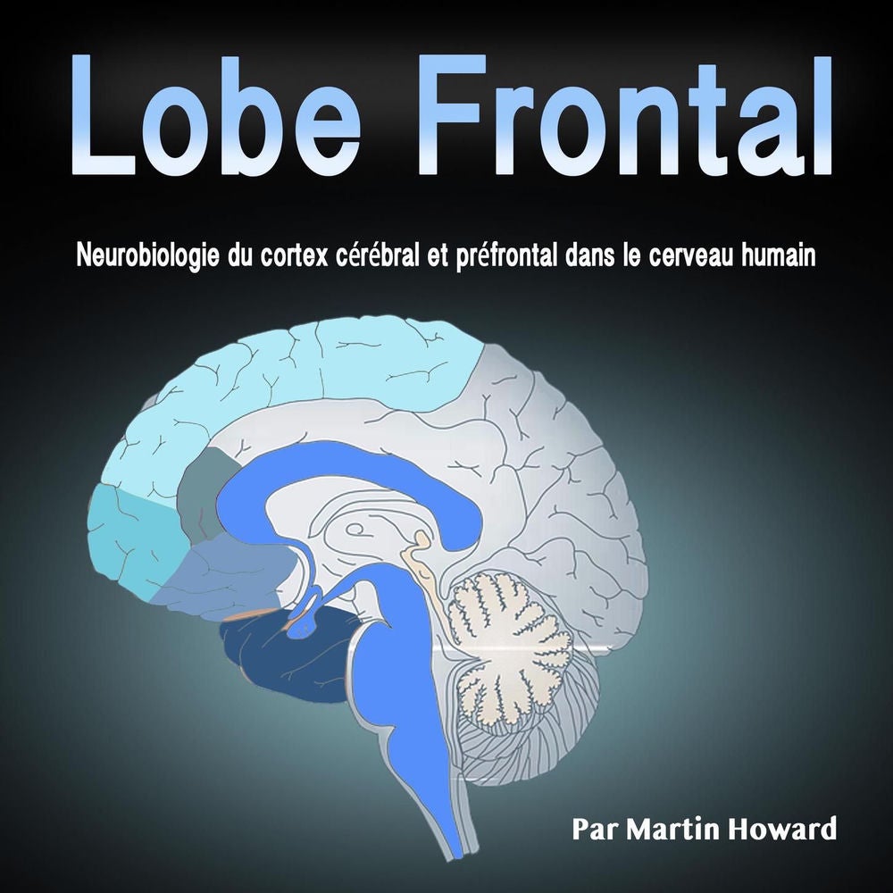 Lobe Frontal - Neurobiologie du cortex cérébral et préfrontal dans le cerveau humain