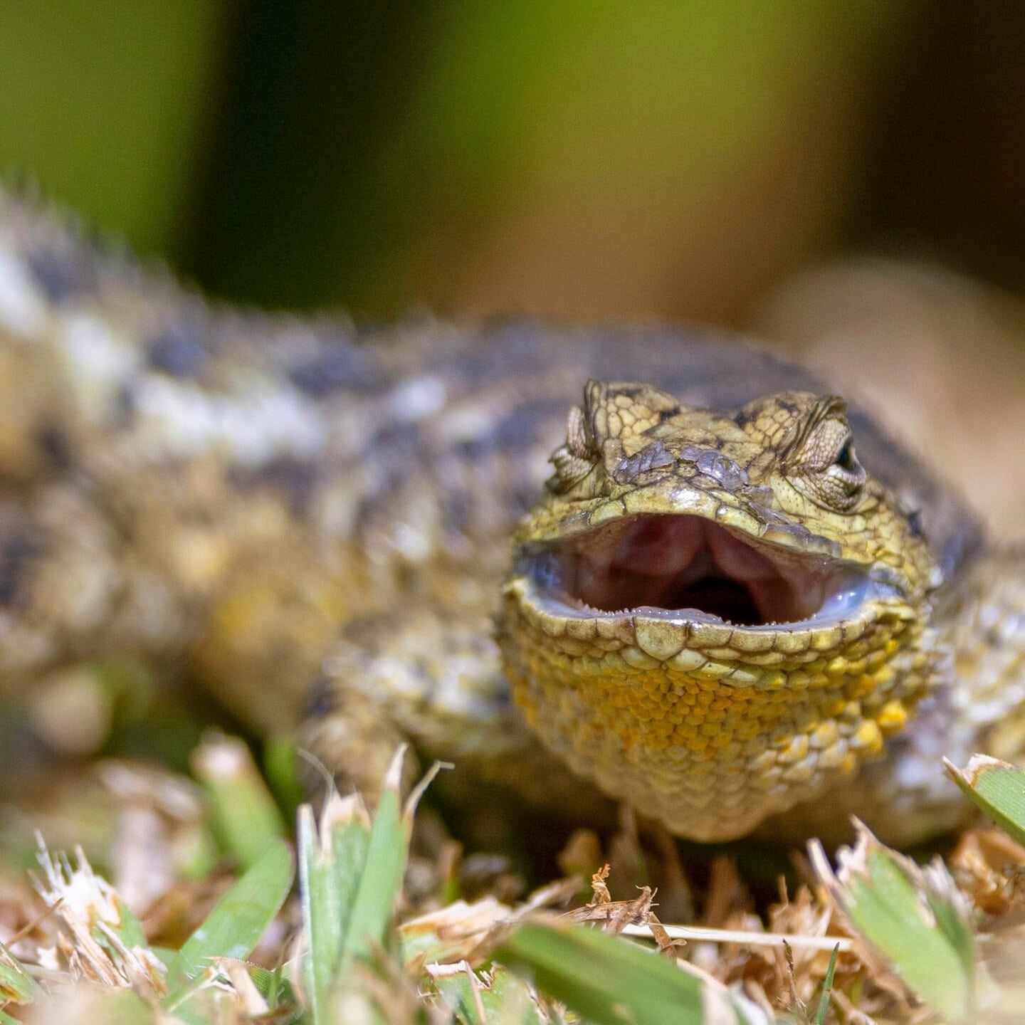 Die Tierdocs: Echse ist krank