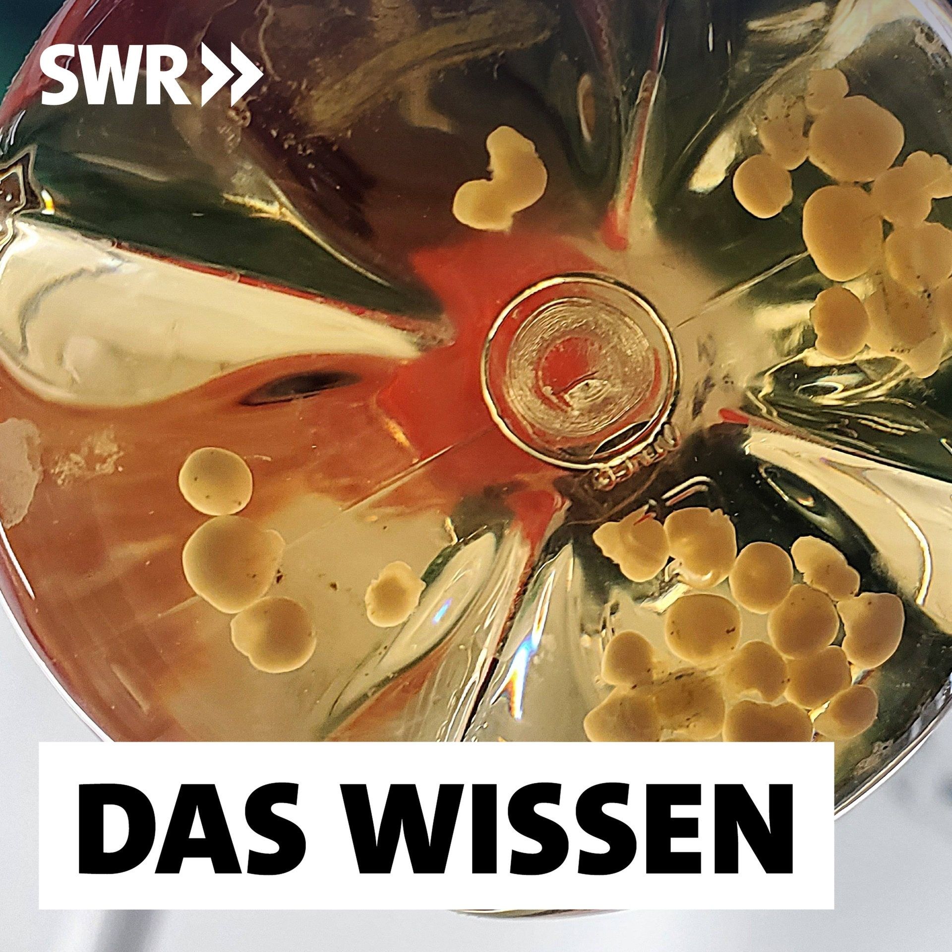 Künstliche "Mini-Organe" – Vom Zellhaufen zum Herzpflaster