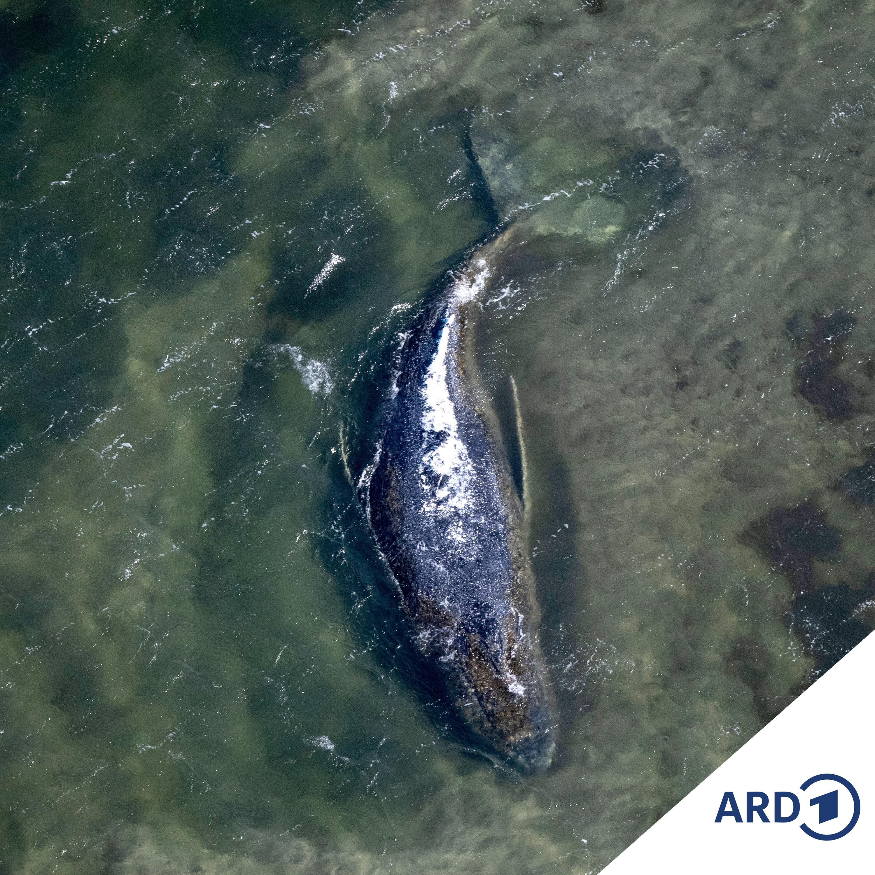 "Walrettung" in der Ostsee: So war der Reporteralltag auf Poel