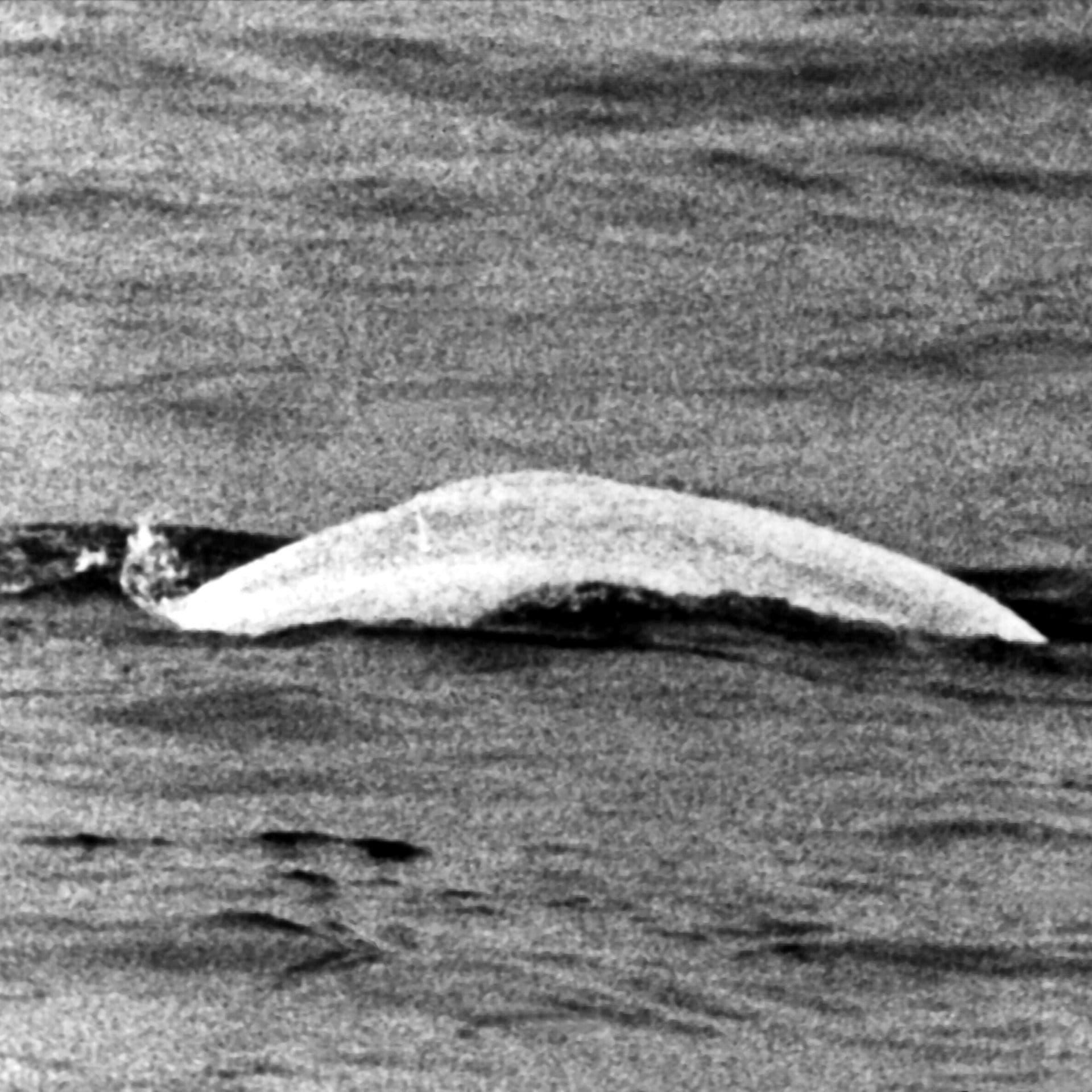 Der "Weiße Wal" im Rhein – Beluga-Fieber in Duisburg | 20.5.1966