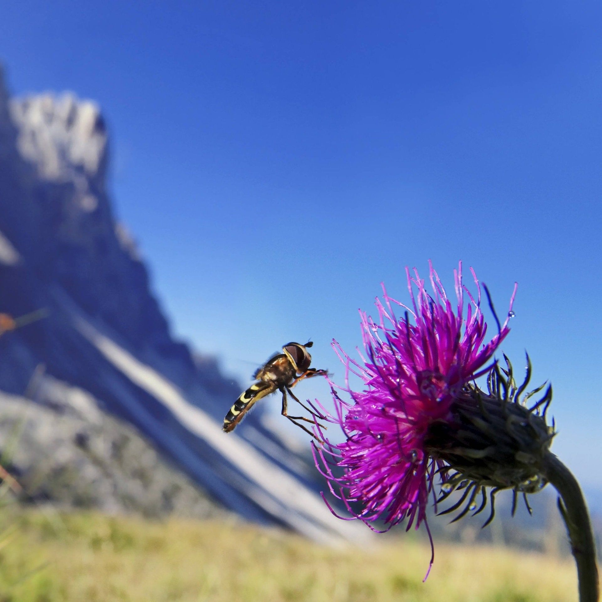 Wie hoch können Fliegen fliegen?
