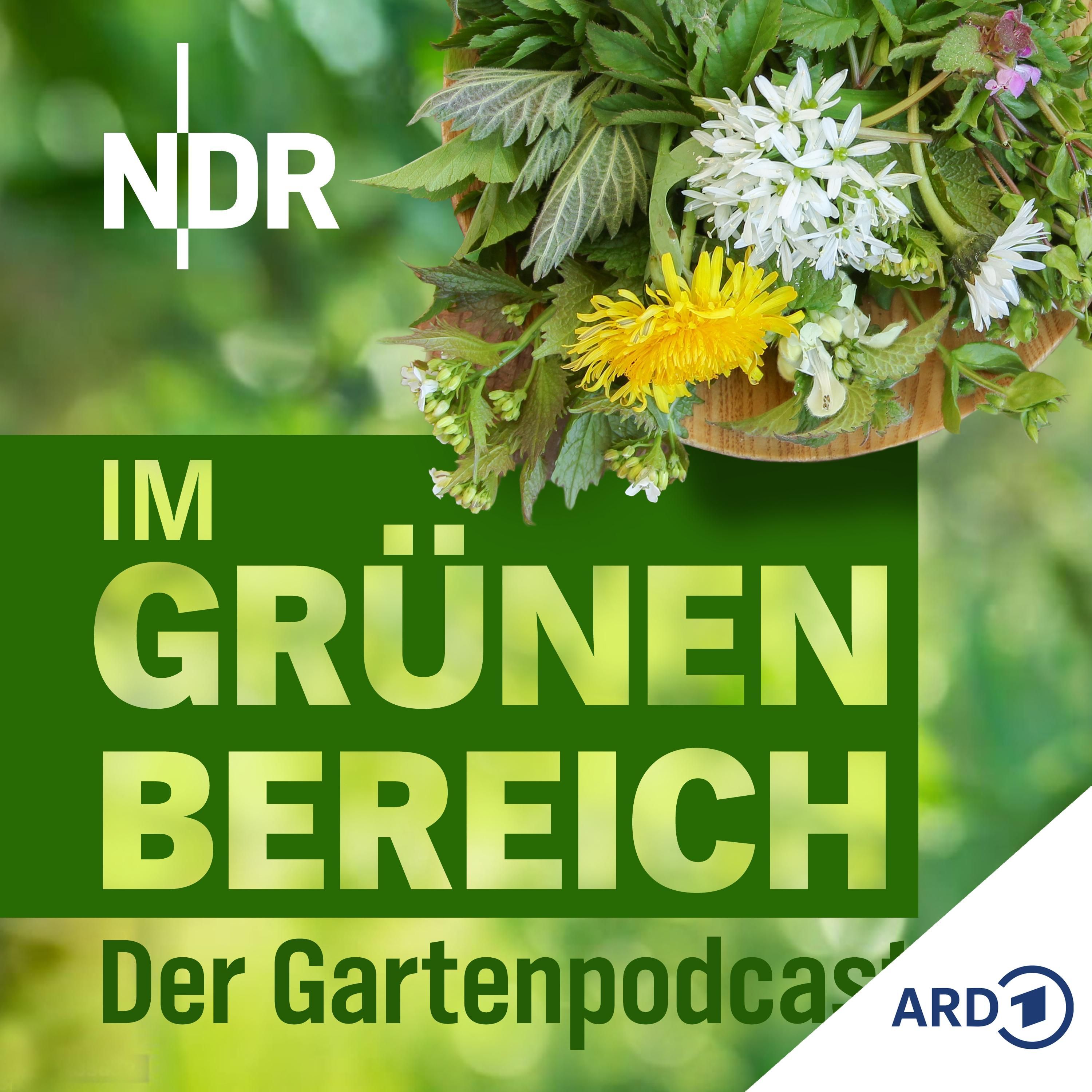 Tipps, die gegen Unkraut in Rasen und Beeten langfristig helfen