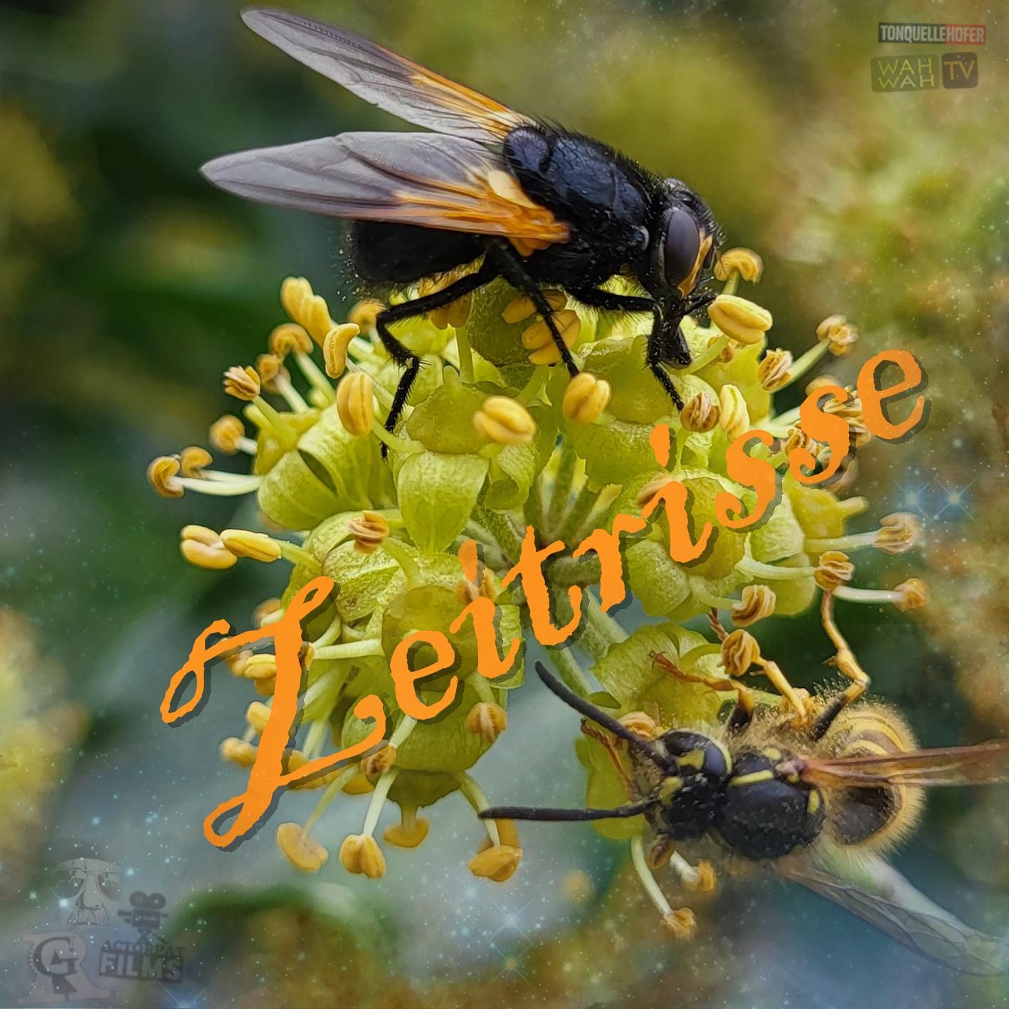 Eintagsfliegen