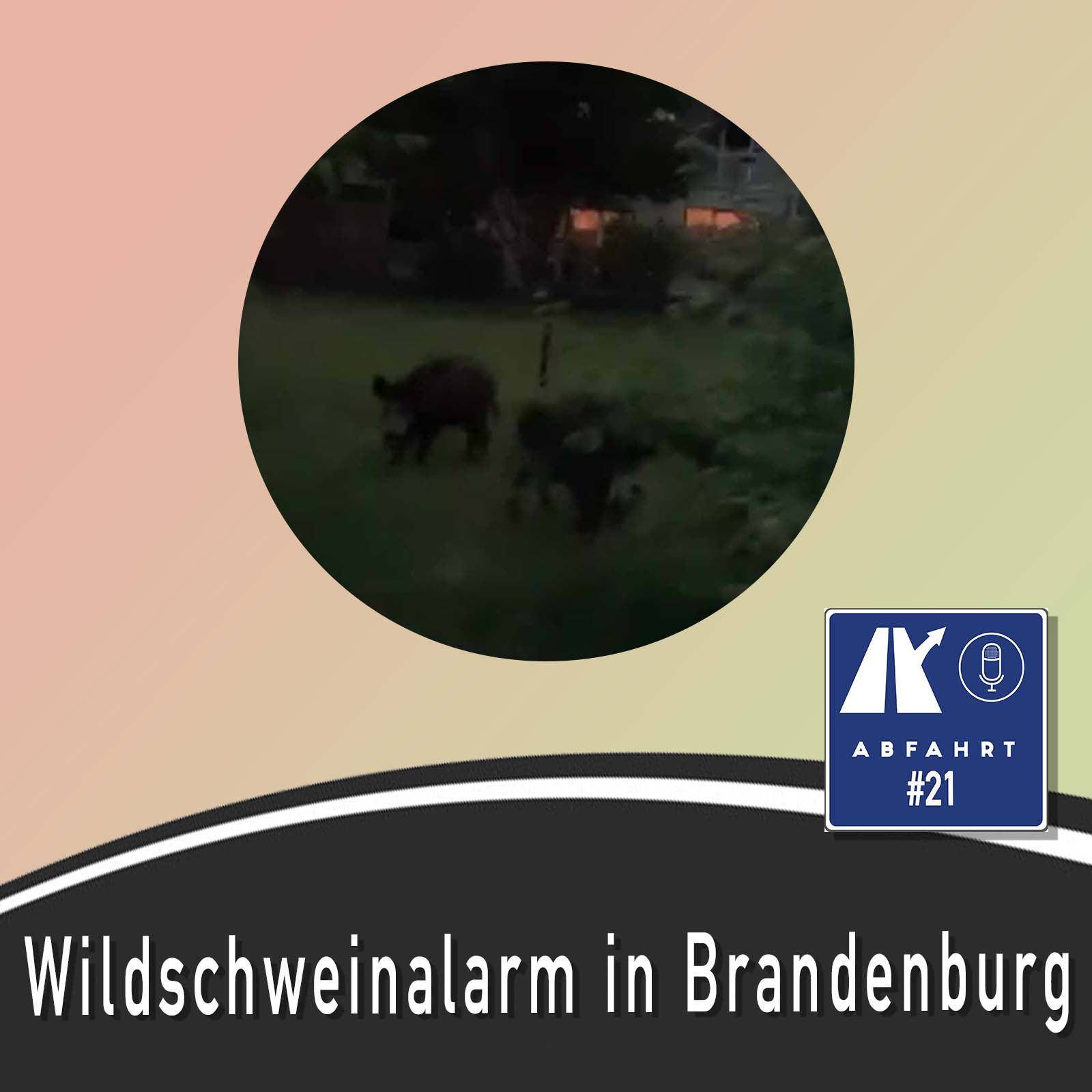#21 - Wildschweinalarm in Brandenburg