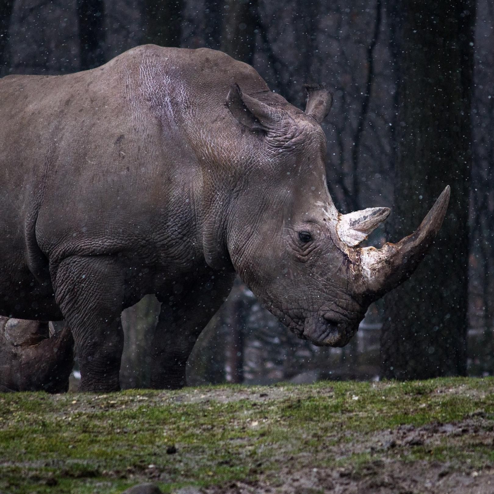 Graues Nashorn – die Gefahr, die keiner versteht