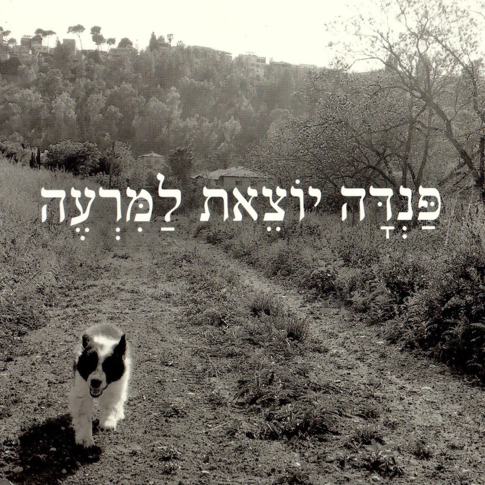 פנדה יוצאת למרעה