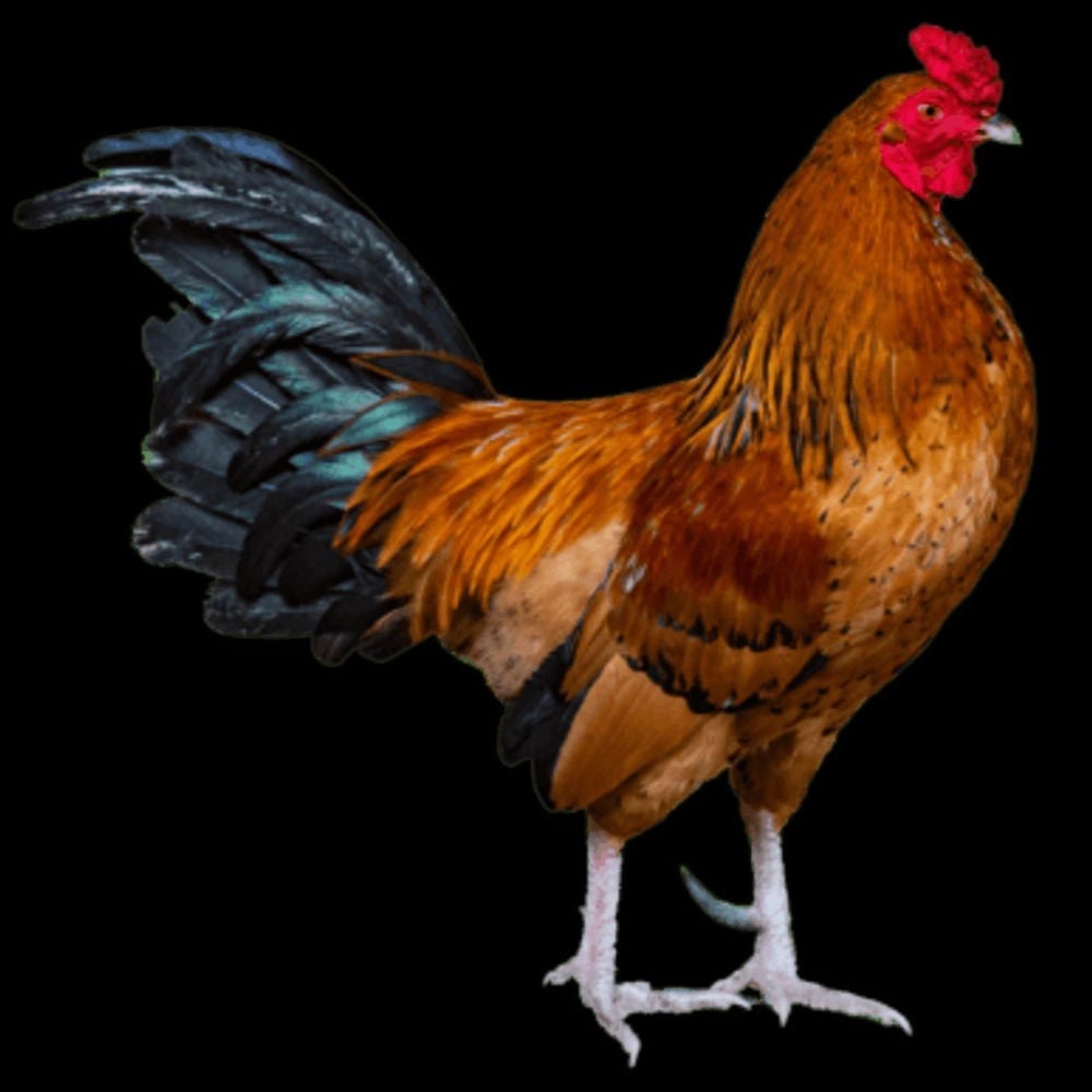 Literal Garbage, Vol. 7: Le Remuant Coq